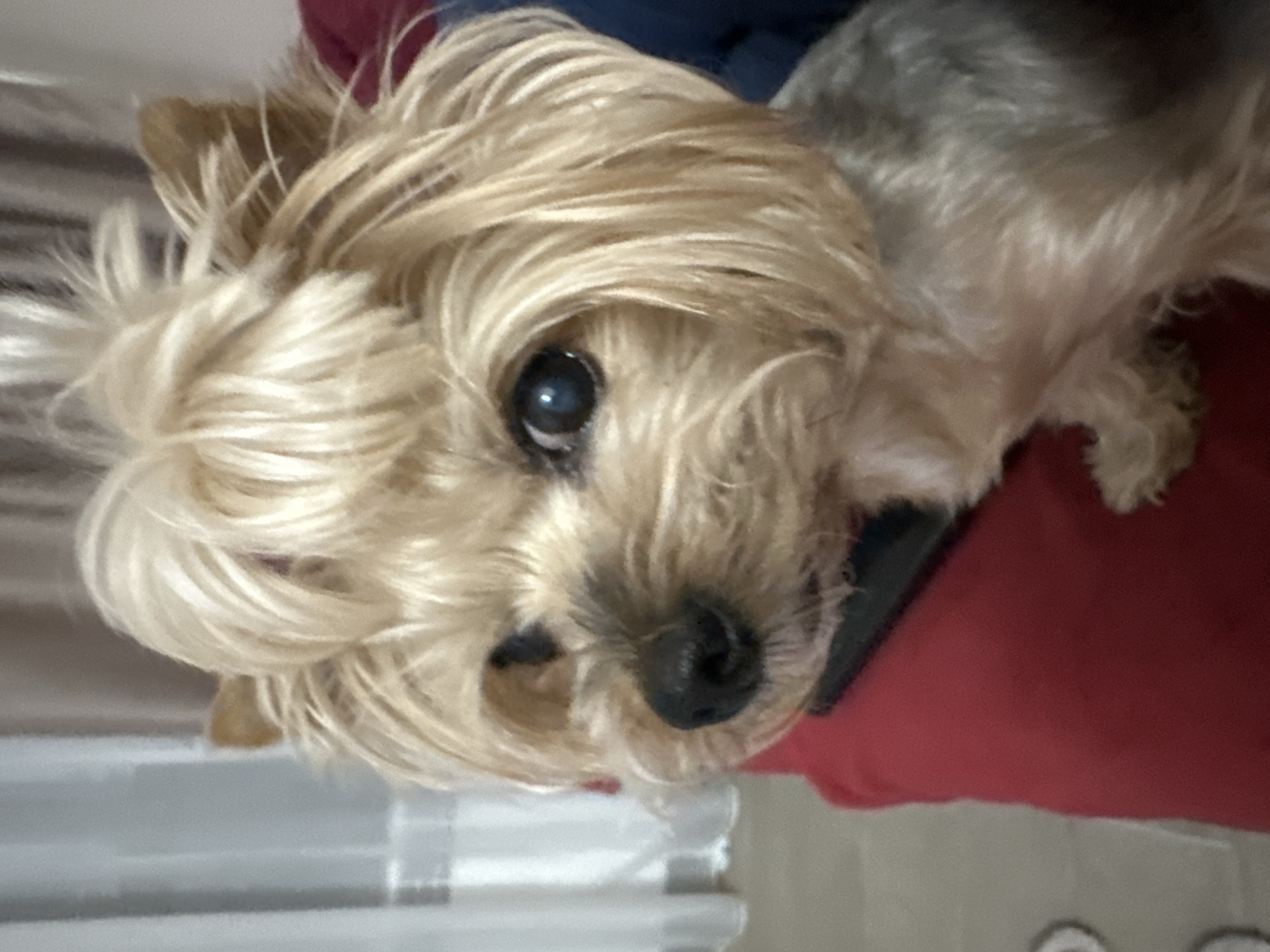 The image presents a close-up portrait of a small, long-haired dog, resembling a Yorkshire Terrier, looking directly at the camera with an attentive and curious expression. The dog's fur is a mix of blonde, light brown, and gray, particularly shaggy around its face, which frames its dark, expressive eyes and black, slightly wet nose. A black collar or harness is partially visible beneath its chin.
The dog is resting on a prominent red fabric surface, likely a blanket or cushion, which forms the immediate background. Hints of a darker blue fabric are visible behind the dog's head on the upper side. Below the red fabric, a lighter gray or white surface with faint horizontal stripes or patterns suggests a floor or another piece of furniture. The setting appears to be indoors. No specific time of day or weather conditions can be discerned, and there is no visible text in the image. The location context provided is Sofia, Bulgaria.