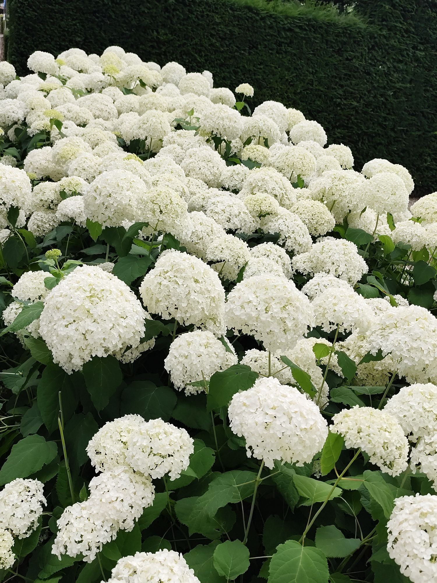 A dense, multi-layered hedge of dark green foliage serves as a backdrop for a field of white hydrangeas in Schaijk, Netherlands. The hydrangeas, in various stages of bloom, are densely packed, creating a textured carpet of white. Some of the flower heads are spherical and full, while others appear more delicate and airy. The leaves of the hydrangea plants are a vibrant green, providing a contrast to the white blooms. The scene is bathed in soft, natural light, suggesting an overcast day. The overall impression is one of lush, natural beauty.