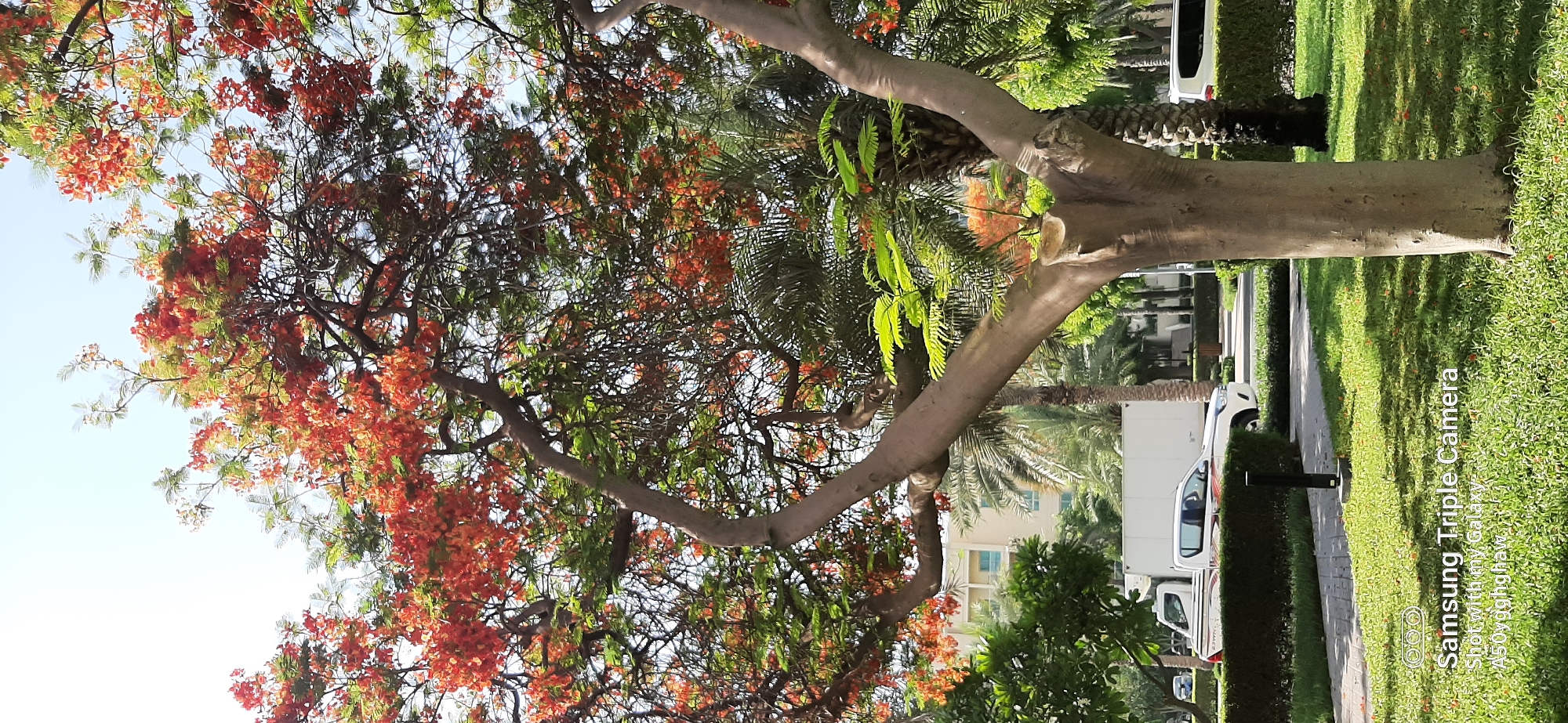 The image depicts a tree with vibrant orange-red flowers and green leaves, dominating the foreground. In the background, there are palm trees, a white truck with a trailer, and a building with light-colored walls and blue accents. The scene appears to be an outdoor area, possibly a park or residential complex, with manicured green grass and hedges. The lighting suggests it is daytime, with the sun casting shadows. The image also contains a watermark at the bottom left corner indicating "Samsung Triple Camera Shot with my Galaxy A50vygghghaw." The presence of the truck and the style of the building suggest an urban or suburban setting in a warm climate. Based on the typical foliage and architecture, this scene could be located in Dubai, United Arab Emirates. There are no people visible in the image.