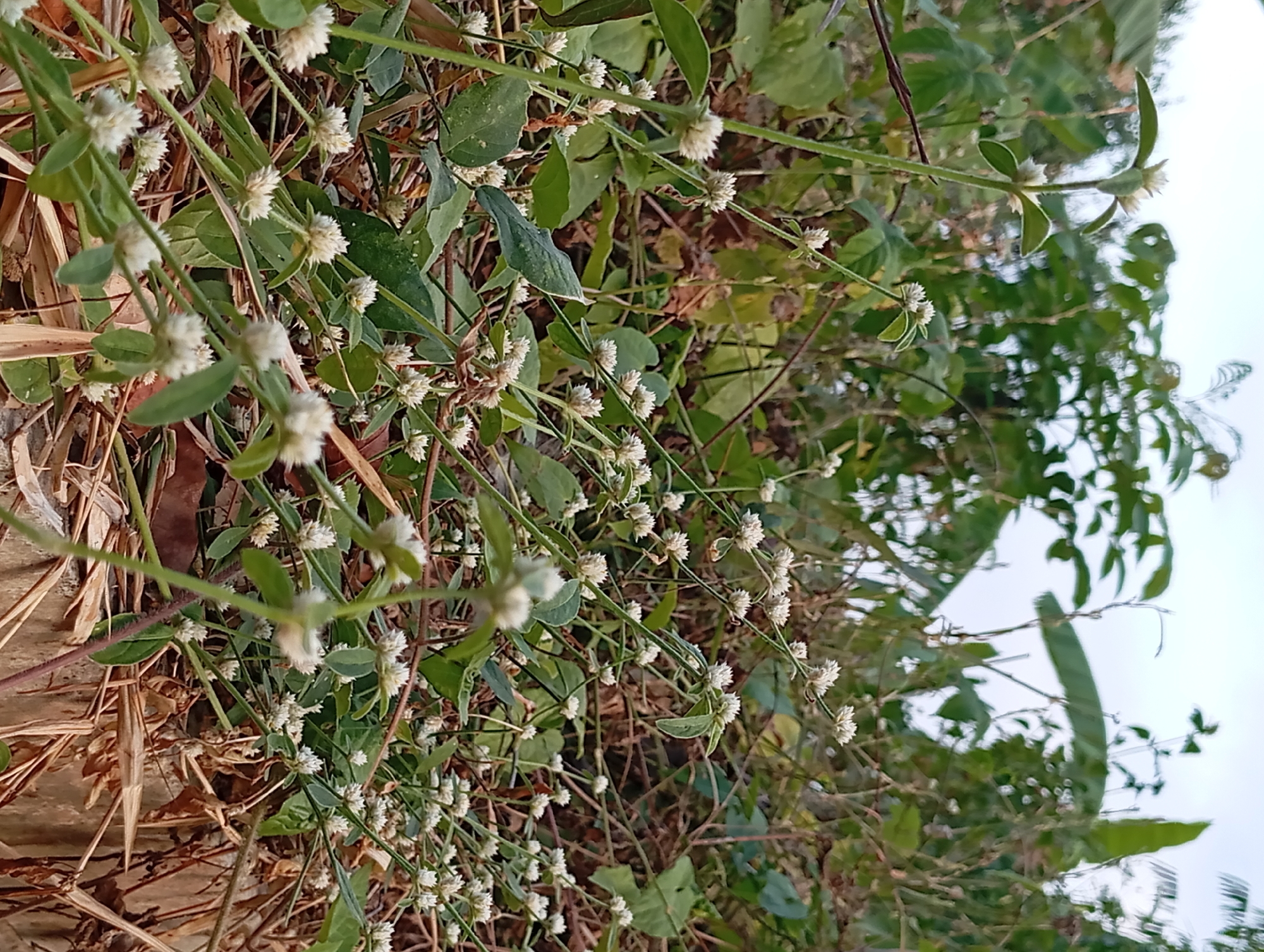 The image depicts a close-up view of a patch of small white flowers with green leaves, growing amidst dry grass and brown foliage. The background is filled with lush green vegetation and hints of large leaves, suggesting a natural outdoor environment. The sky above is overcast and bright, indicating a daytime scene. The location is identified as Karang Jati, Indonesia. There are no people or animals visible in the image. The focus is on the delicate texture and arrangement of the flowers and plants.