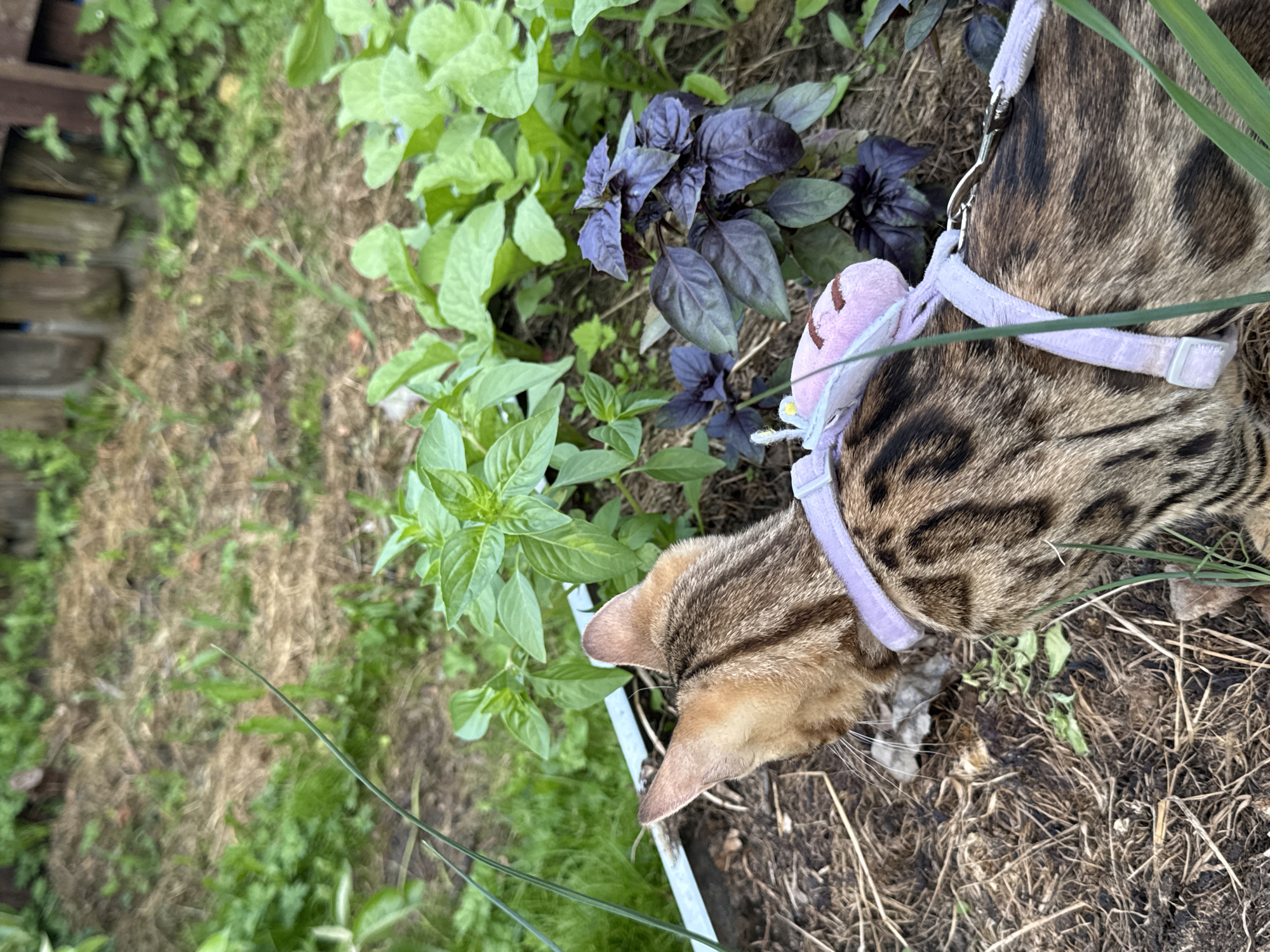 A Bengal cat with a purple harness is exploring a garden with lush green plants. The cat's fur is a mix of brown and black stripes, and it has pointed ears. The garden appears to be well-maintained, with a variety of plants, including basil. The ground is covered in soil and mulch, and there is a wooden fence in the background. The overall impression is one of a peaceful and serene outdoor scene.