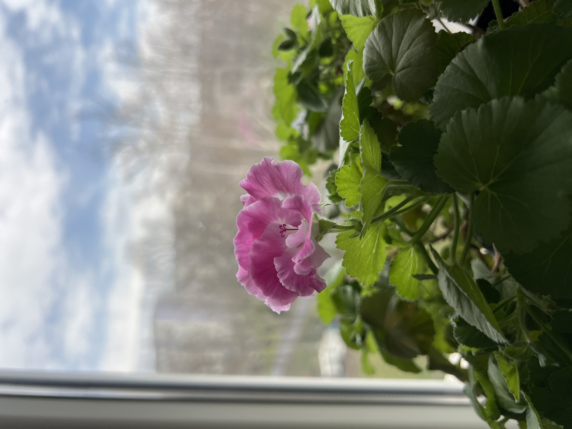 The image shows a pink and white flower blooming indoors. The flower is positioned against a window with a blurred view of the outside. The sky is visible through the window, showing blue sky and white clouds. The surrounding foliage suggests the plant is in a pot indoors. The exact location in Burgas, Bulgaria is not identifiable from the image.