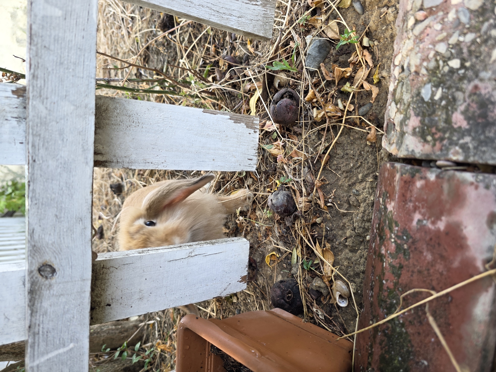 A light brown rabbit with long ears peeks through a white wooden fence in an outdoor setting. The ground is covered with dry leaves, twigs, and dirt. There are several dark, round objects scattered on the ground, possibly nuts or dried fruit. To the left, a brown planter is visible. The fence appears weathered, with some peeling white paint. The background shows more vegetation and debris. The scene is likely in a garden or backyard, and the lighting suggests it is daytime. There is no identifiable location in Baku, Azerbaijan, visible in the image.