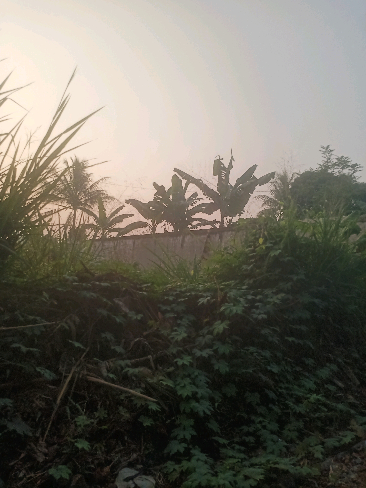 The image depicts a cloudy sky over a dense green landscape in Ciseeng, Indonesia. In the foreground, there is a thick growth of various plants, including what appears to be ivy or a similar creeping vine covering a mound of earth and debris. Some thin, dry stalks of vegetation are interspersed with the green foliage. Behind this, a low, rough concrete wall runs horizontally across the mid-ground.
Above the wall, several banana trees with their characteristic large leaves are visible, silhouetted against the sky. To the left of the banana trees, taller grasses or reeds are prominent, with long, slender blades reaching upwards. Further back, a palm tree with a visible trunk and fronds can be seen, as well as other trees and dense vegetation that blends into the background. The overall lighting suggests it is either early morning or late afternoon, with diffused light and a hazy atmosphere. No people or specific structures beyond the concrete wall are discernible in the image.