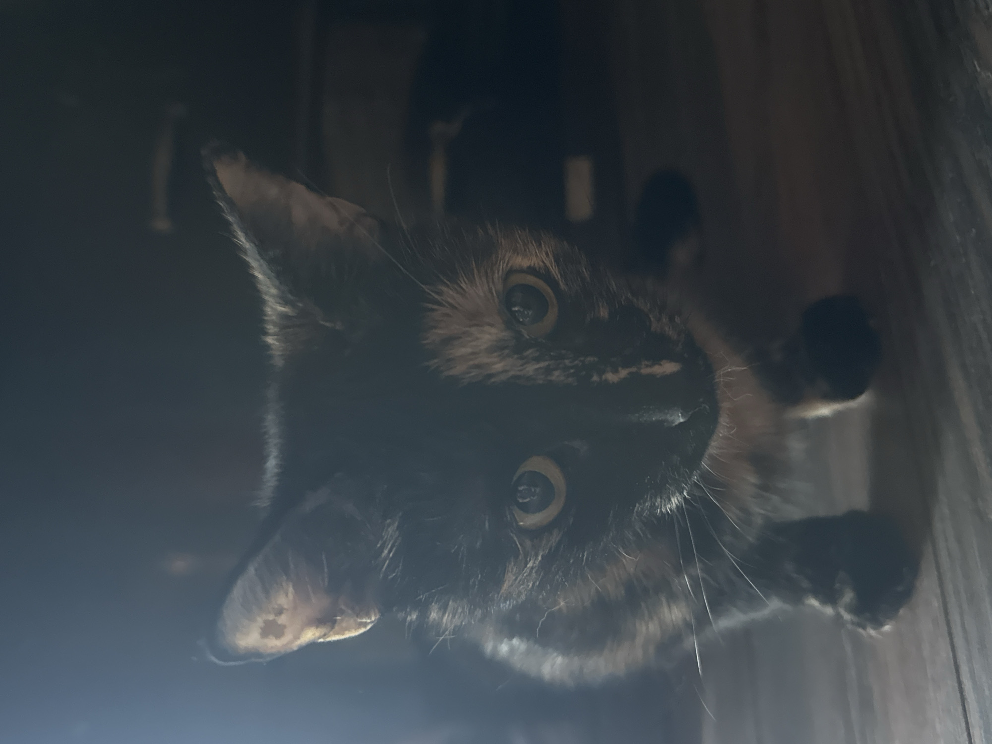 A close-up, low-angle, front-facing shot shows a tortoiseshell kitten with large, yellow eyes looking directly at the camera. The kitten is positioned on a dark, wooden floor, with its front paws visible. The lighting is dim and atmospheric, with a strong light source coming from the upper left, casting shadows and highlighting the kitten's fur. The background is dark and out of focus, making the kitten the sole subject. The image does not contain any elements to determine its location in Virki, Russia.