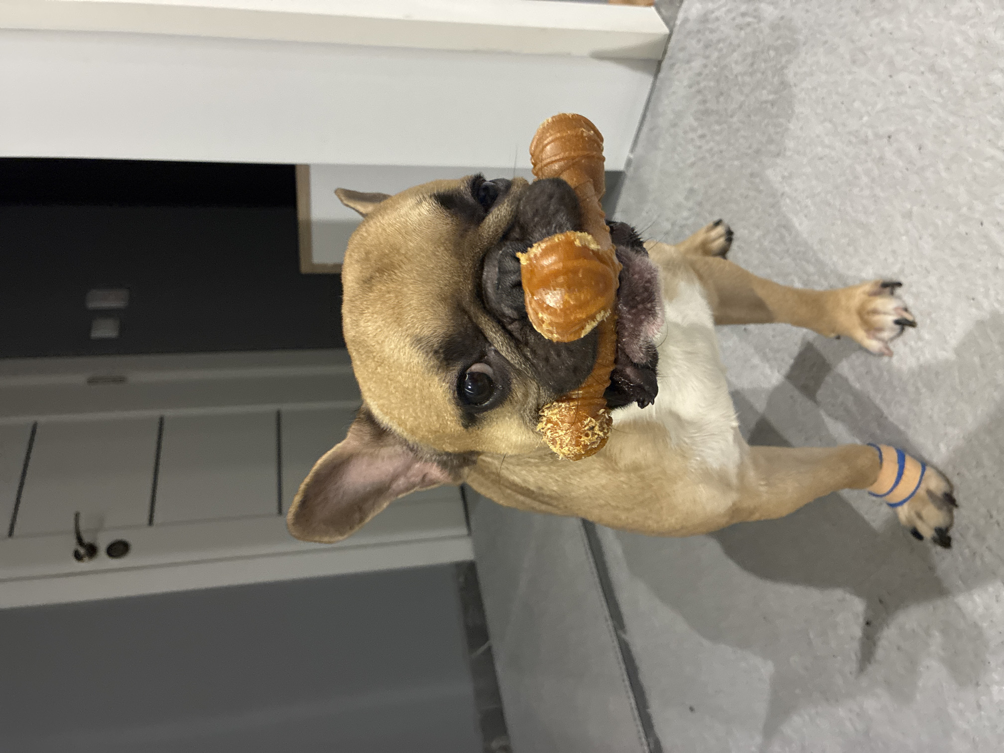 A fawn-colored French Bulldog is standing on a light gray tiled floor, holding a dog chew toy that resembles a bone with knobby ends in its mouth. The dog has dark eyes and ears that stand erect. Its left hind leg is wrapped with a blue and orange bandage. The background features a wall with white doors and a gray wall, suggesting an indoor setting, likely a residential hallway or entrance area. The lighting is moderate, casting shadows on the floor. This scene is not indicative of any specific location in Burgas, Bulgaria.