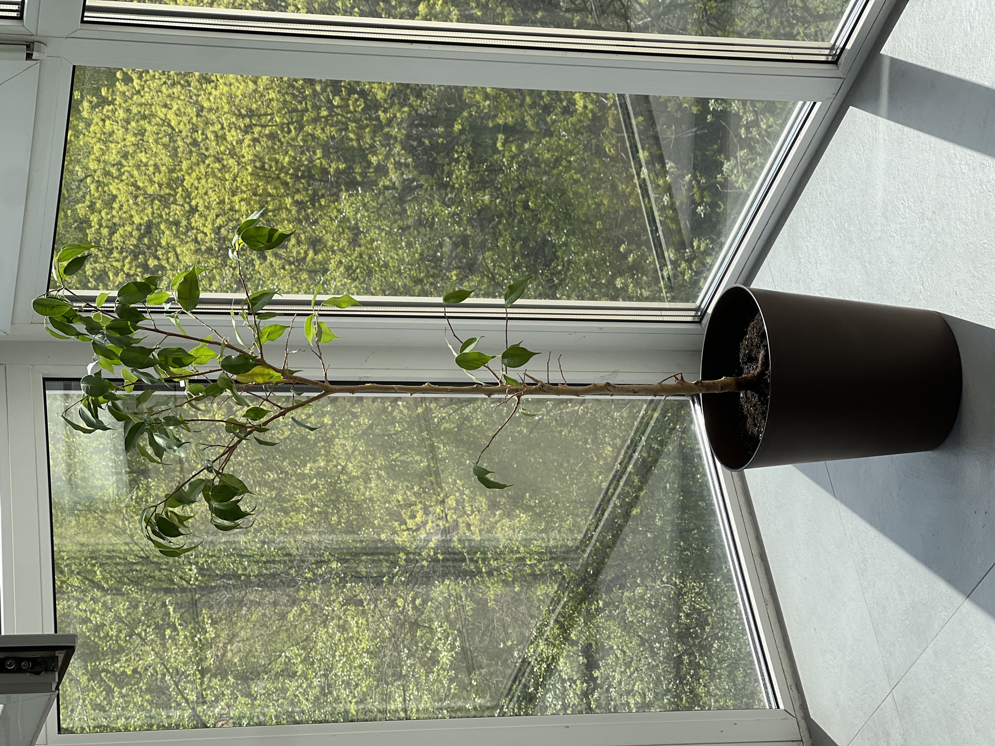 The image shows a plant in a pot placed in front of a window. The window provides a view of trees with green foliage. The pot is brown and cylindrical. The plant has a long, thin trunk with leaves clustered at the ends of branches. The location is purportedly in Vologda, Russia, but there is no visual evidence in the image to confirm this. The floor appears to be tiled and is illuminated by sunlight. No people are visible.