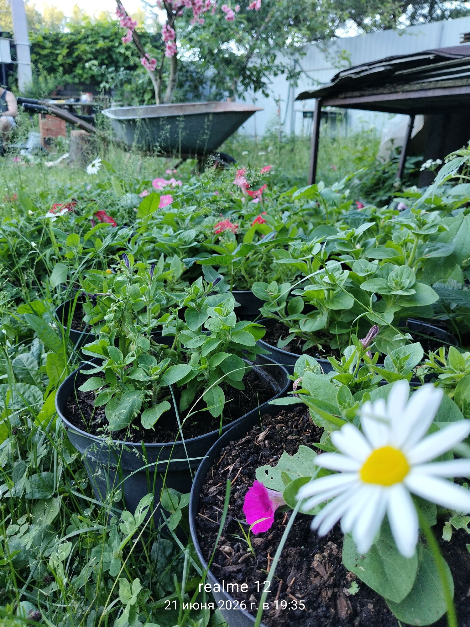 An outdoor scene depicts a garden area with several potted plants. In the foreground, a white daisy with a yellow center is prominently displayed, slightly out of focus. Adjacent to it is a single pink flower, also out of focus. The plants are housed in black plastic pots filled with dark soil. The surrounding ground is covered with green grass and other low-lying vegetation. In the mid-ground, rows of young green plants in black pots are visible. In the background, a weathered green wheelbarrow rests on the ground, and further back, a structure with a dark, corrugated roof is present. The overall environment suggests a backyard or allotment garden setting. The image has overlaid text at the bottom that reads "realme 12 21 июня 2026 г. в 19:35", which indicates the device used to capture the image and the date and time. There is a blurry figure in the far left background wearing dark clothing. The scene is located in Космос-2 Снт, Russia.