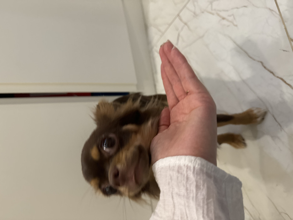 A brown and tan long-haired Chihuahua is lying on its back on a marble floor, its head tilted up towards the camera. A hand with a white-sleeved arm is positioned above the dog, fingers stretched upwards, seemingly offering a "high five." The dog's eyes are visible, and its nose is close to the camera. A white wall with a thin red and blue stripe runs horizontally in the background on the left.