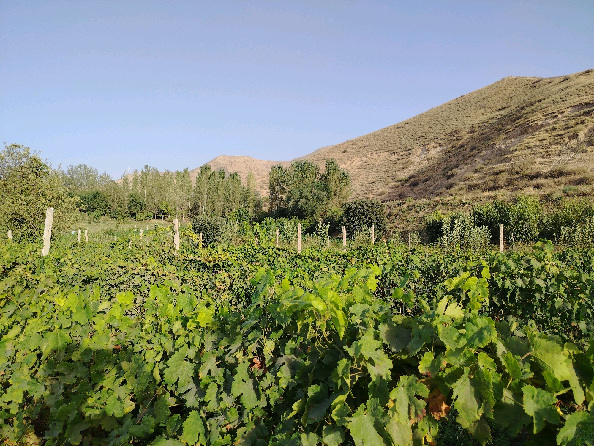 This is a wide, horizontal, outdoor photograph taken on a clear, bright day in Navobad, Tajikistan. The foreground is dominated by rows of lush, green grapevines, their large, distinctively shaped leaves filling the lower half of the frame. Wooden posts, presumably part of a trellis system, are visible interspersed among the vines, some partially obscured by the foliage.
Behind the vineyard, a line of tall, slender trees stands, their leaves a lighter shade of green, suggesting a different species. Beyond these trees, a rolling, arid hillside rises to the right of the frame. The hillside is covered in dry, straw-colored vegetation with some patches of bare earth, indicating a dry climate. In the distance, a lower, lighter-colored mountain range is visible beneath a pale blue sky. The overall impression is of a rural landscape, likely a vineyard or agricultural area on the outskirts of a town or village. There are no people or animals visible in the image.
