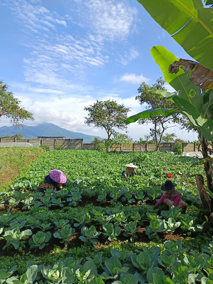 This image captures an agricultural scene in Sukatani, Indonesia, under a bright blue sky with scattered cirrus and altocumulus clouds. In the distant background, hazy mountains are visible below the cloud line. A long, light-colored concrete partition wall extends horizontally across the midground, delineating the cultivated area from an unseen property beyond. Various trees, including a prominent banana plant with large green leaves on the right, are interspersed throughout the midground and background.
The foreground and midground are occupied by a dense field of green leafy vegetables, predominantly appearing to be cabbage or similar brassicas, planted in organized rows with dark brown soil visible between them. Three individuals are present within the field, engaged in manual farming activities. On the left-midground, one person is seen bent over the crops, wearing dark clothing and a distinctive purple and pink patterned conical hat. Further back, slightly to the right, a second individual is also bent over, wearing a light-colored conical straw hat. In the right foreground, a third person is observed kneeling or squatting amongst the plants, dressed in a pink top and a dark, wide-brimmed hat. A small red object lies near this individual. All three subjects are focused downwards, performing tasks related to crop maintenance.