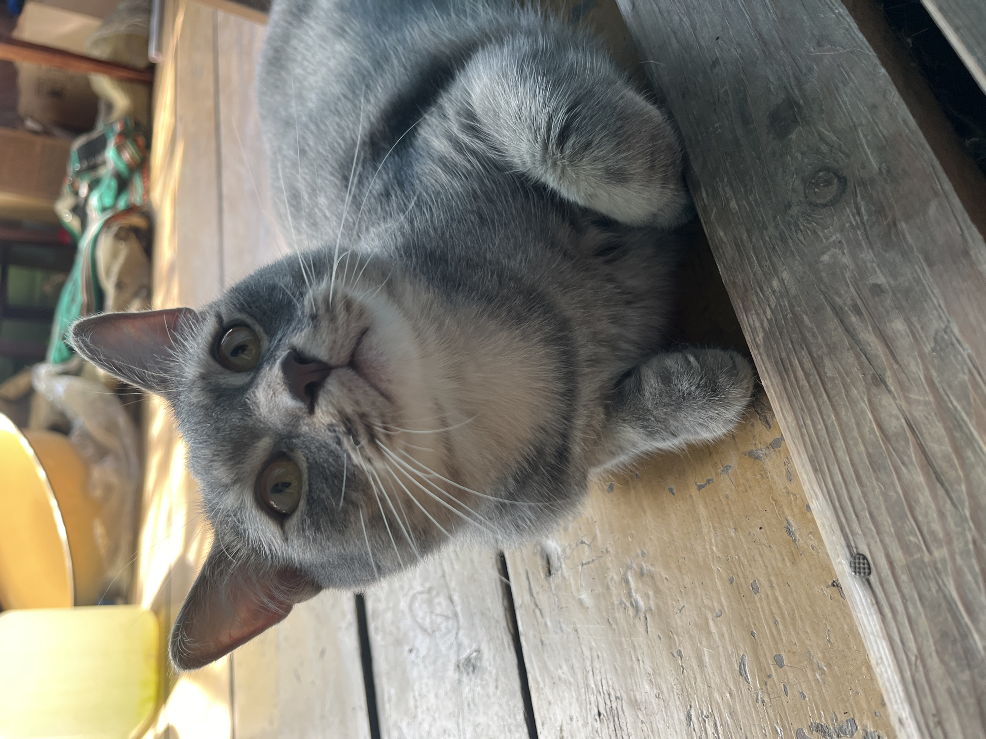A grey cat lies on a wooden surface with light and dark planks. The cat is in the foreground, angled towards the camera, with its head tilted upwards and its paws curled. Behind the cat, a yellow object is partially visible on the left side, and other items are discernible in the background. The location is not discernible from the image.