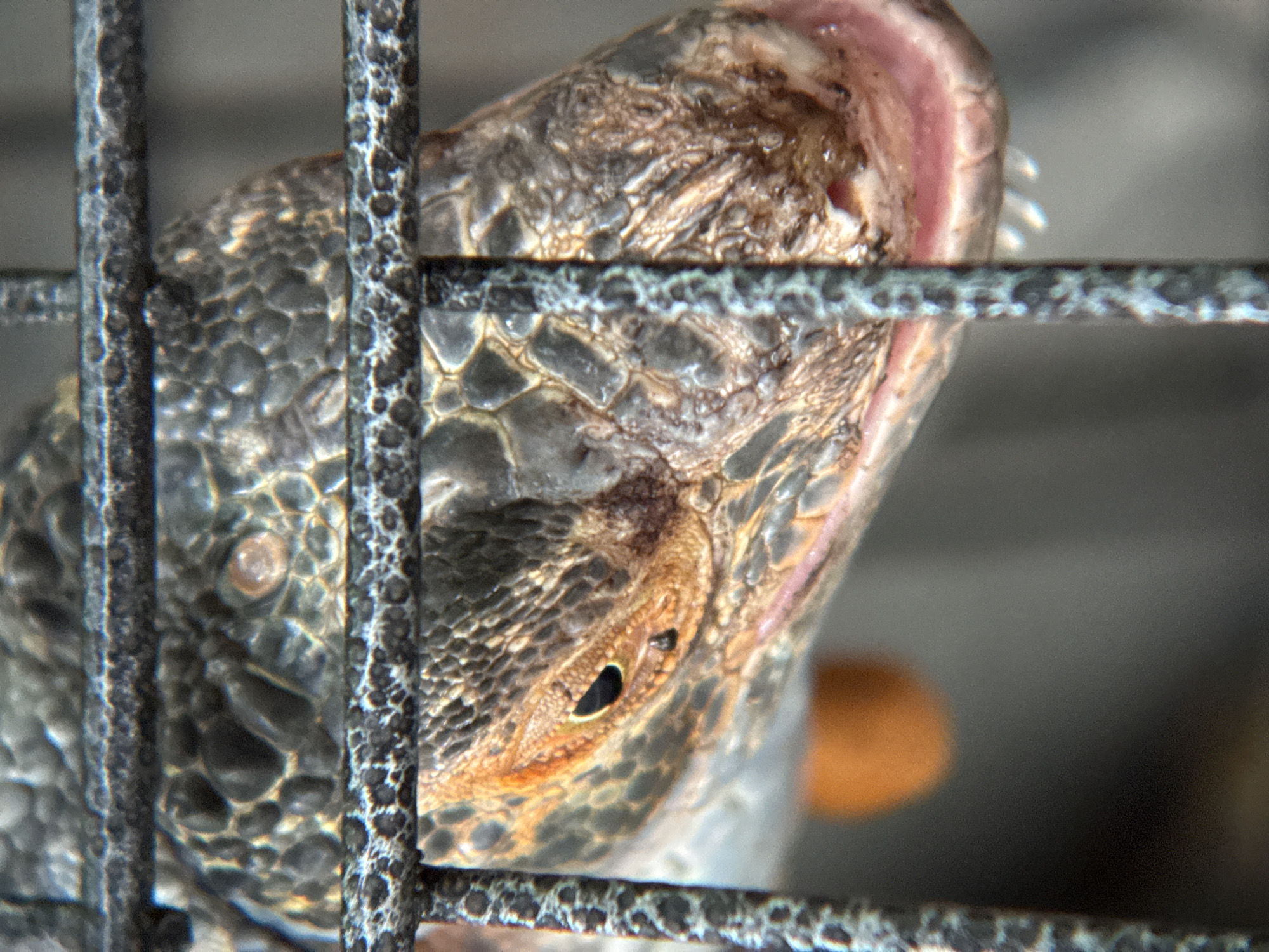 A close-up, eye-level, horizontal shot shows a detailed view of a reptile's head behind a metal cage, in an indoor setting. The reptile, likely an iguana or similar species, has scaly skin with shades of gray, brown, and orange. Its eye is dark and appears to be looking towards the viewer. The mouth is slightly open, revealing small, white teeth and pink gums. The background is blurred, with a hint of an orange object in the lower left quadrant and a gray, out-of-focus environment. The cage bars are dark and have a rough texture, some appearing to have a light blue or green patina. The image appears to have been taken in Nha Trang, Vietnam, possibly at a zoo, sanctuary, or private collection, given the presence of a caged reptile.