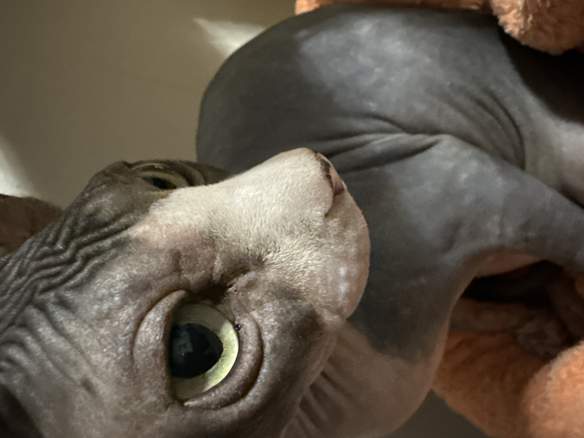 A close-up photograph shows a hairless cat, likely a Sphynx breed, with pale, wrinkled skin. The cat's large, light-green eye is prominently featured on the left side of the frame. The cat's nose is tilted upwards. The rest of the cat's body is curled and positioned behind the head. The background is out of focus. The setting is indoors with some orange plush material. The image does not contain information that would establish the location as Berezyna, Ukraine.