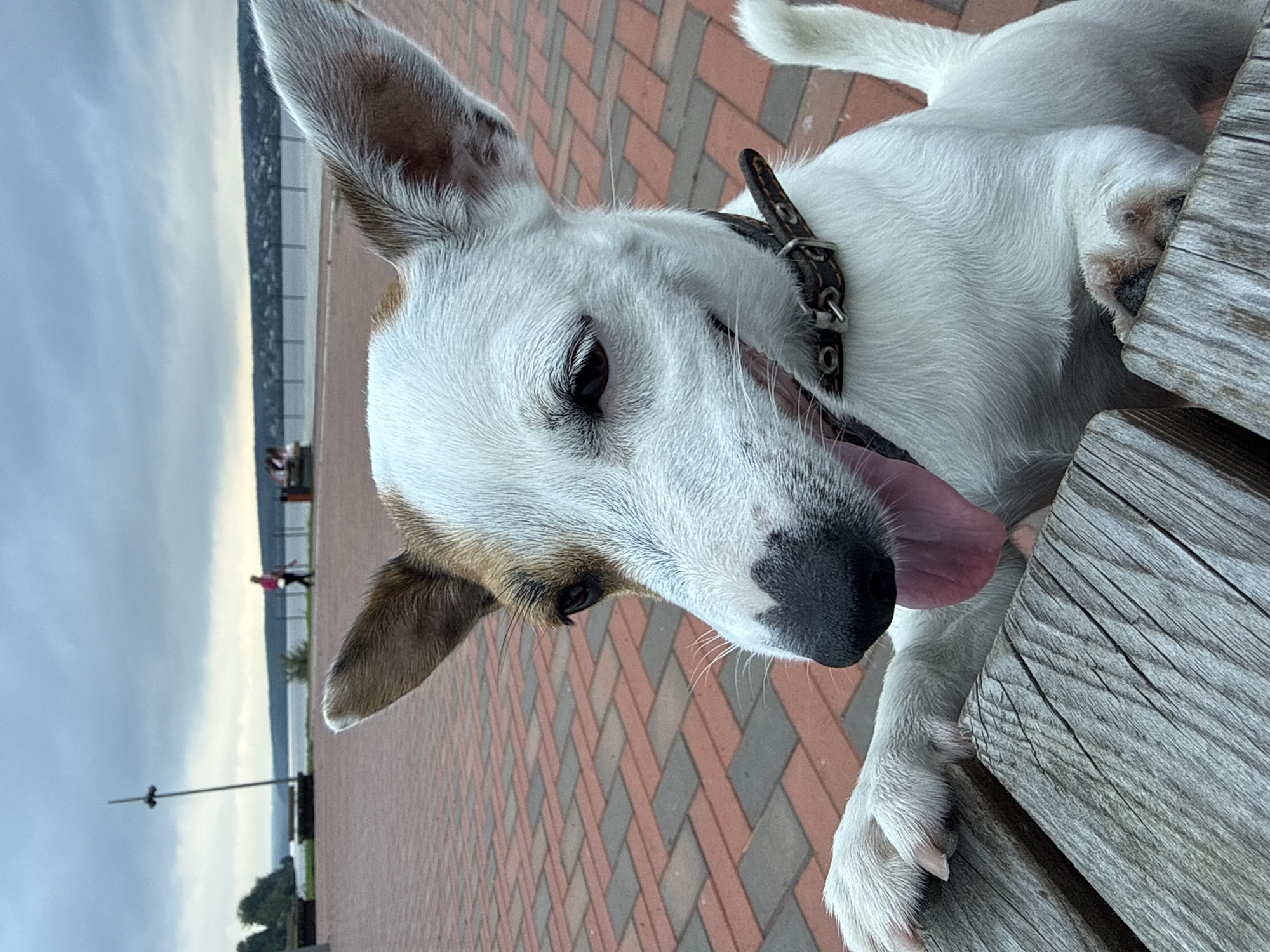 The image shows a Jack Russell Terrier standing with its front paws on a wooden bench in an outdoor public space. The dog is white with brown markings on its head and ears and has its tongue hanging out. It is wearing a dark leather collar. The background shows a paved area with red and gray bricks, trees, a body of water, and a cloudy sky. In the distance, two people can be seen walking and sitting on benches. The location is identified as the embankment of the Lysva River in the city of Lysva, Russia.