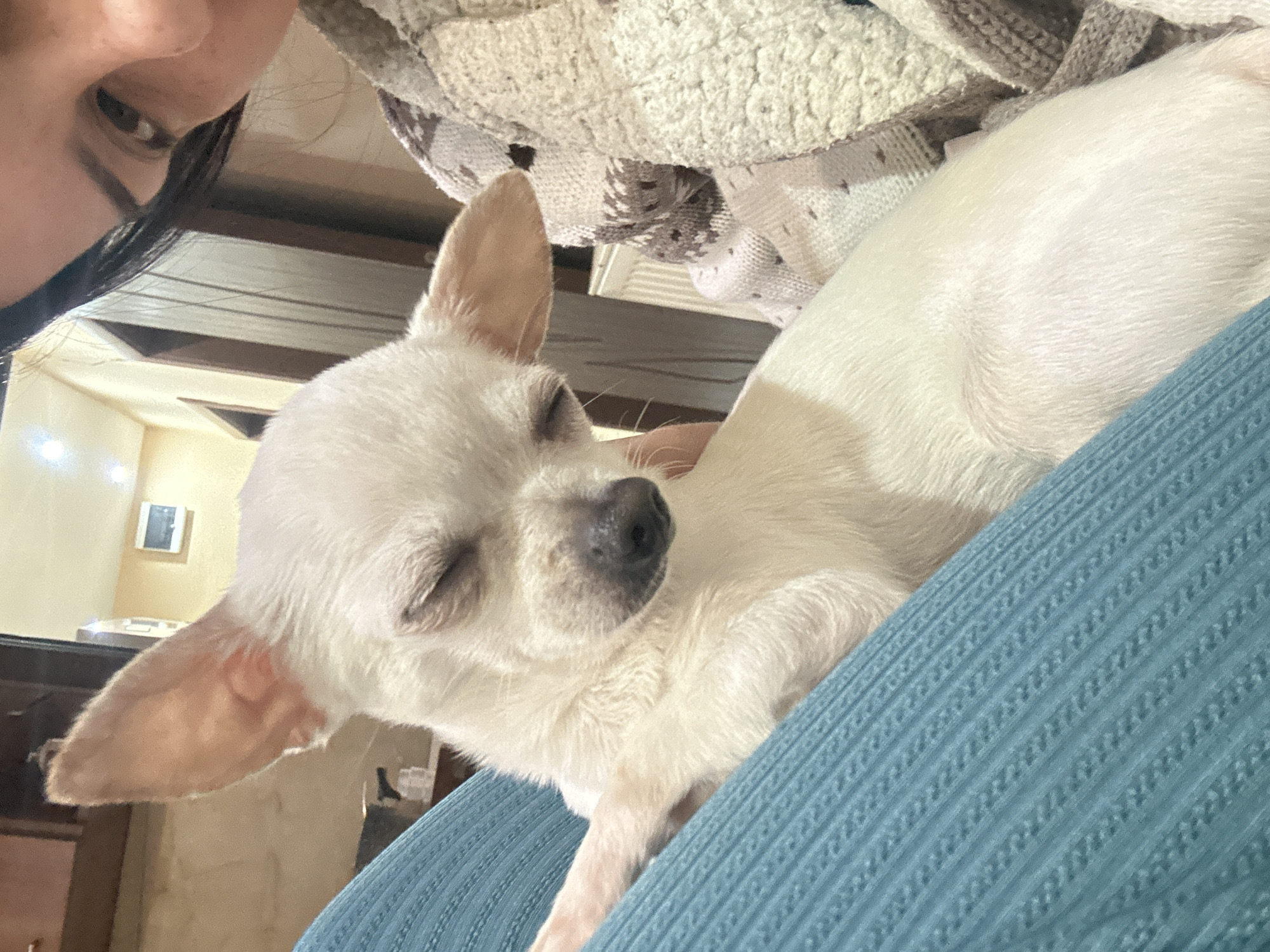 A close-up image features a person and a sleeping chihuahua. The person's face is partially visible in the top left corner, showing a dark eye and dark hair. The chihuahua, white in color, is curled up and asleep in the person's lap. The person is wearing a blue knitted garment. In the background, there is a patterned blanket and glimpses of a room interior, including a wall, a framed picture, and wooden furniture. The location in Sliven, Bulgaria, is not ascertainable from the image content.