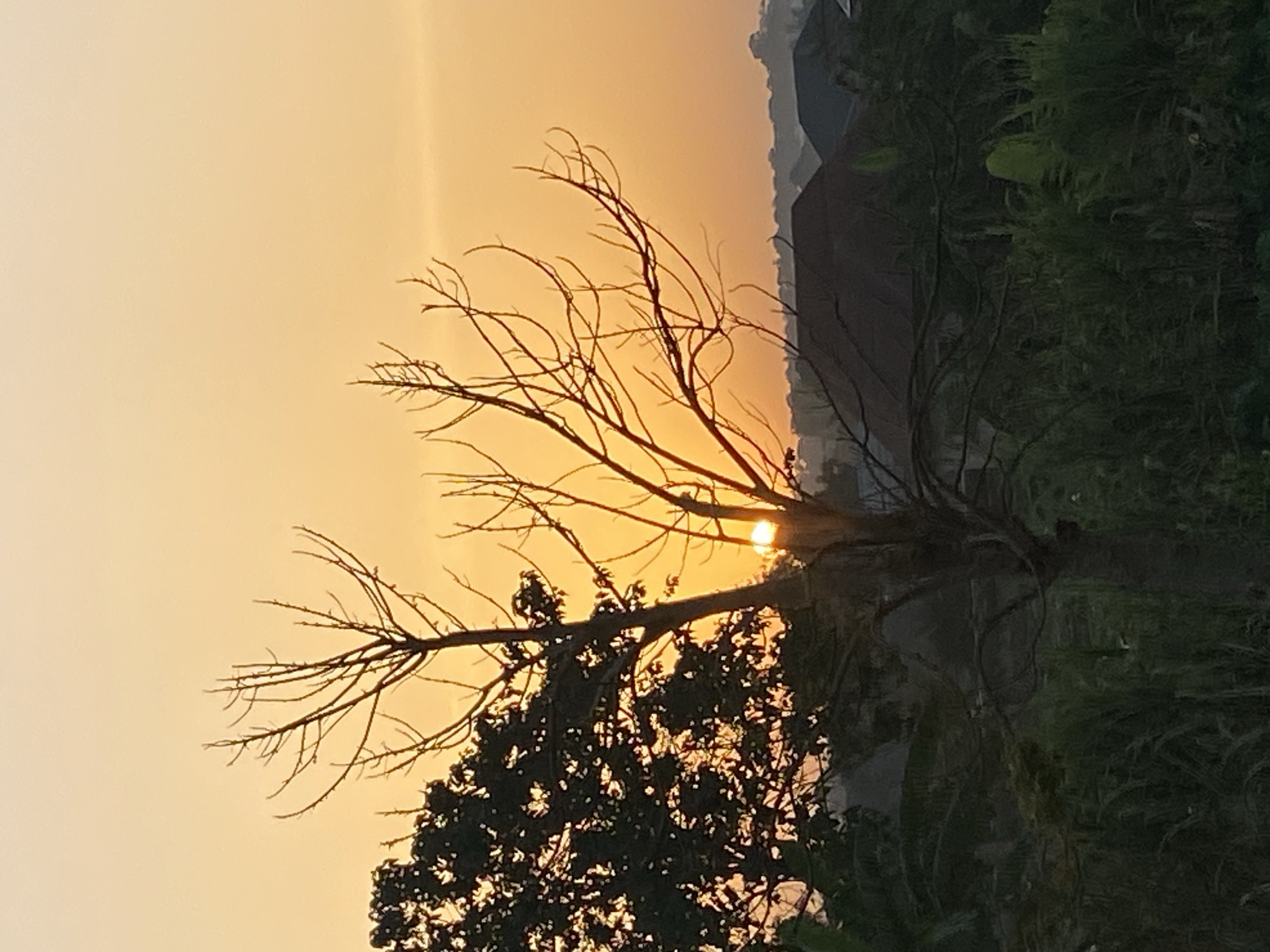 The image captures a sunset in Sabon Tasha, Nigeria. In the foreground, a tree with bare branches is silhouetted against the orange-yellow sky. The sun appears as a bright spot partially obscured by the tree's branches. Beneath the bare branches, a tree with dense foliage is visible. In the background, a building-like structure is partially visible, alongside vegetation on the right-hand side. The image is rotated to the right.