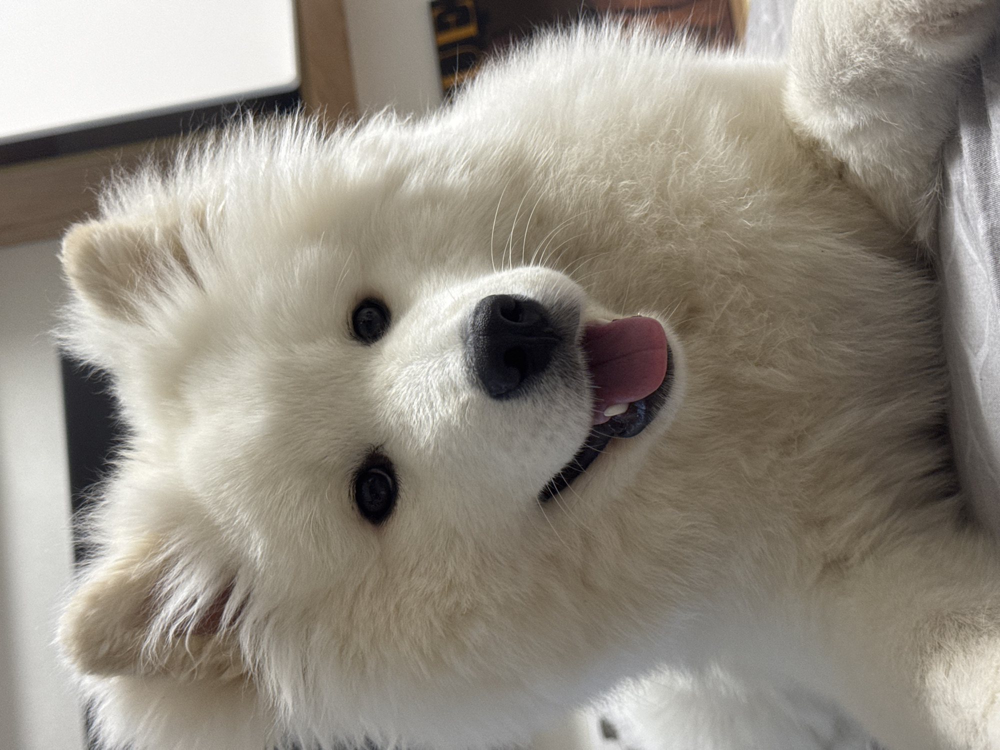 A close-up photograph depicts a fluffy, white Samoyed dog lying on its side. The dog's black nose and dark eyes are prominent, and its pink tongue is slightly extended from its mouth. The background is blurred but appears to include parts of a room, with light-colored walls and hints of furniture. There is no evidence to confirm the location is in Chaikovsky, Russia.