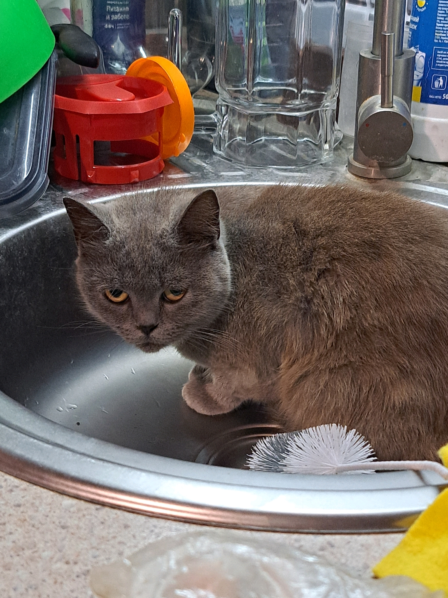 A gray cat is sitting in a kitchen sink. The cat is looking at the camera with yellow eyes. There is a small white brush next to the cat. In the background, there are various kitchen items, including a sink faucet, a glass, and bottles. The image was taken in the city of Vypasne, Ukraine.