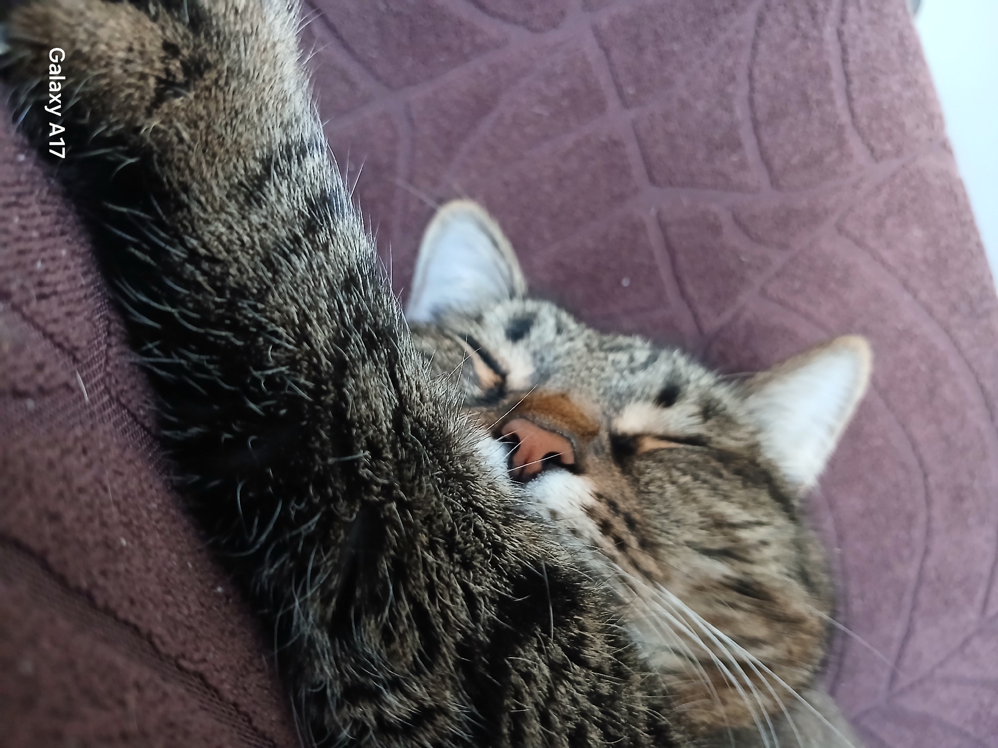 The image shows a tabby cat sleeping on a brown cushion or blanket. The cat's head is resting on its outstretched paw, and its eyes are closed. The background is a blurry brown texture. The text "Galaxy A17" is visible in the upper left corner of the image. There is no indication of the city of Yekaterinburg, Russia.
