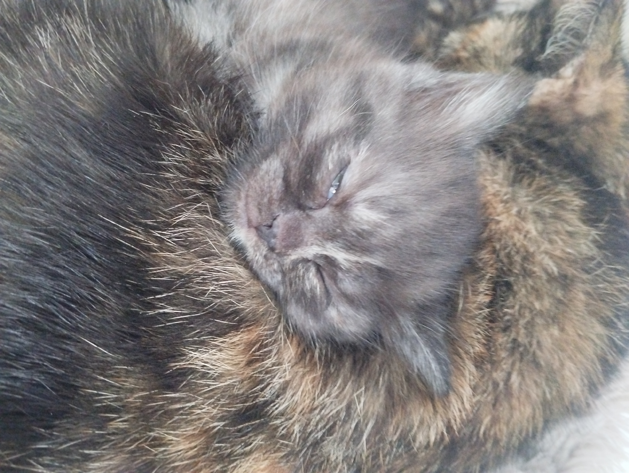 A kitten with gray and brown fur is resting on a cat with brown and black fur. The kitten is nestled against the side of the cat, its head tilted slightly to the side. The kitten's eye is partially open, and its face is relaxed. The cat's fur is a mix of brown and black, with some white hairs interspersed. The background is blurry and out of focus.
The location is not identifiable from the image.