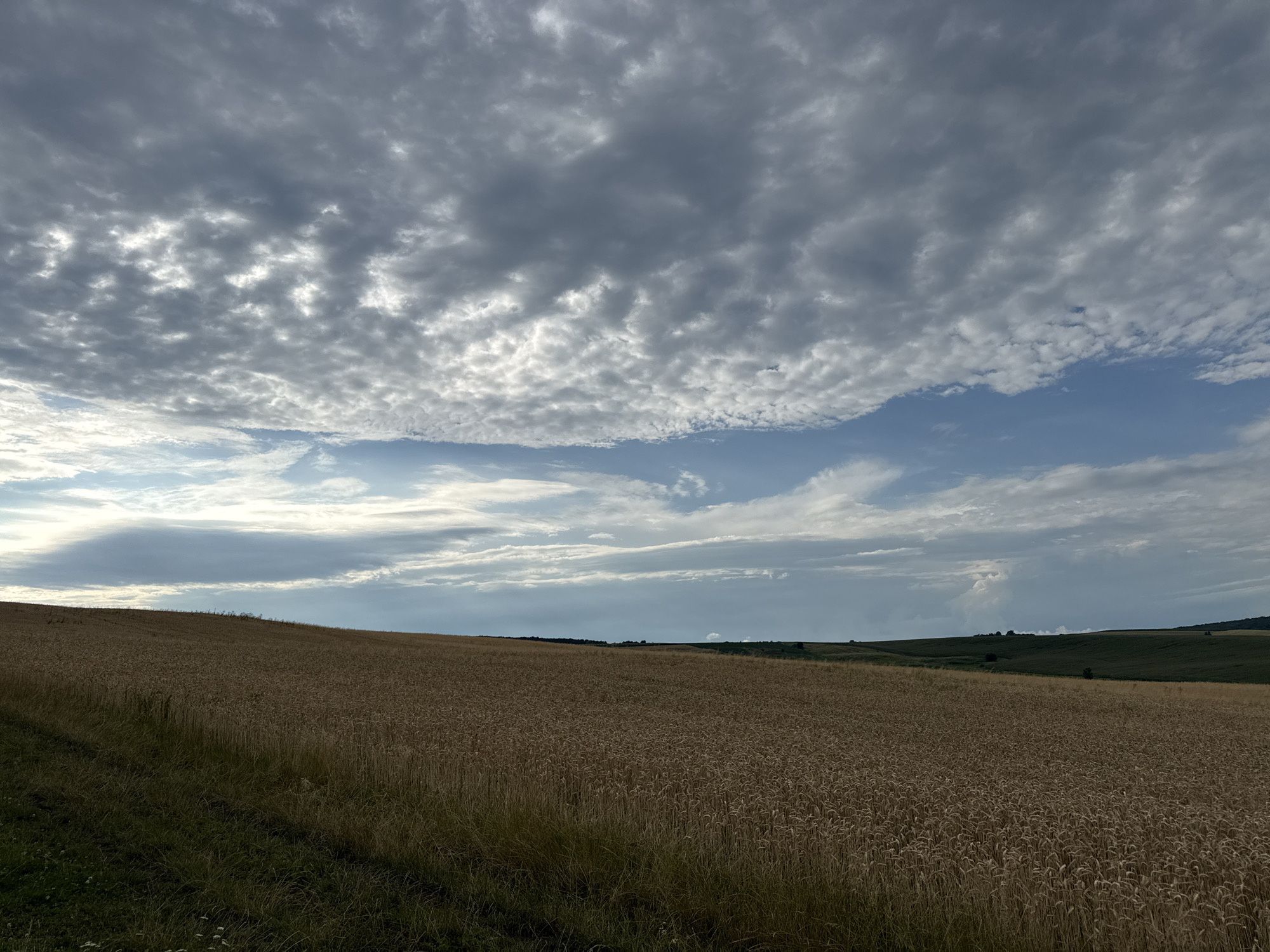 A wide, low-angle outdoor shot shows a vast field of ripe wheat under a cloudy sky. The wheat field covers the majority of the frame, with the stalks appearing golden brown and reaching towards the sky. The field slopes upwards from left to right, with a dark strip of grass and a track running along the bottom left edge. The sky is a dramatic expanse of grey and white clouds, with patches of blue sky peeking through. The clouds are textured and varied, with some appearing thin and wispy, while others are thick and heavy. The overall impression is one of a rural landscape on a partly cloudy day.