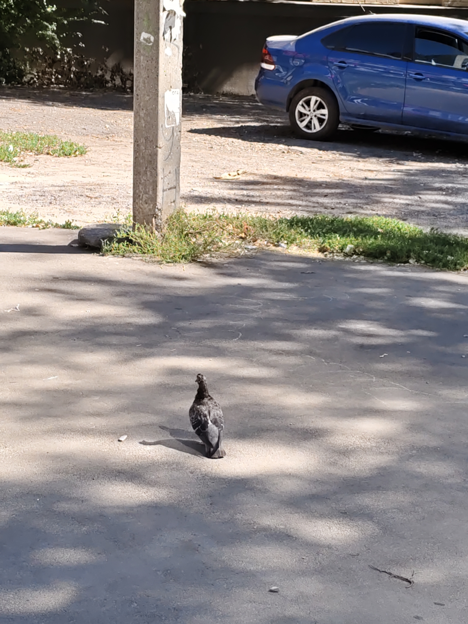 In a sunlit outdoor scene on a paved surface, a lone pigeon stands facing away from the camera, its dark plumage contrasting with the lighter ground. The pigeon is positioned in the lower center of the frame. In the background, a blue sedan is parked to the right, partially obscured by shadows. To the left, a concrete utility pole stands prominently. The ground is a mix of paved areas and patches of dry grass and dirt, with scattered debris. Sunlight casts distinct shadows across the pavement, indicating a bright day. This scene is located in Rostov-on-Don, Russia.