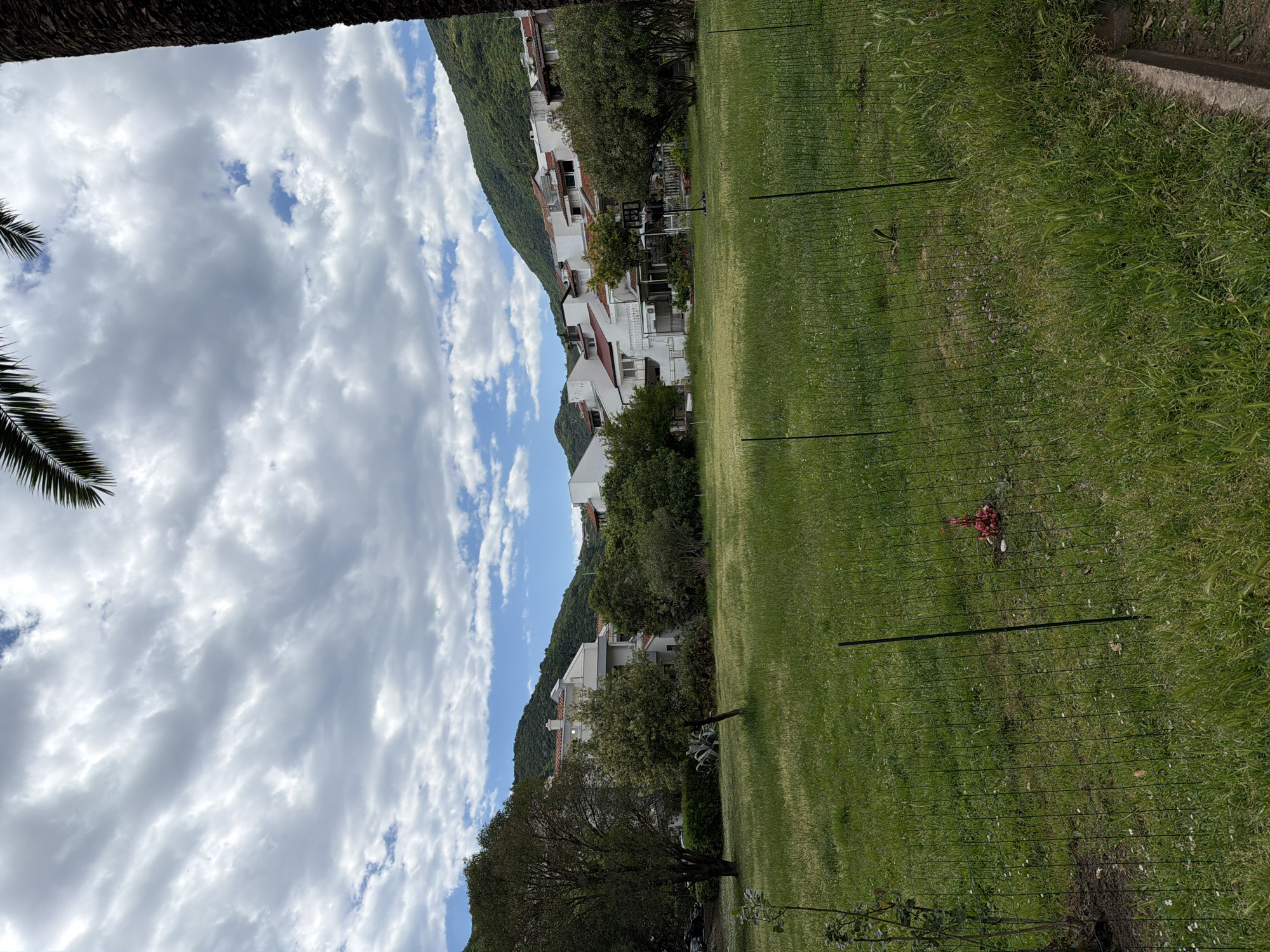 The scene is a grassy field in Budva, Montenegro, with residential buildings built into the side of a green mountain in the background. The sky is cloudy, with a small patch of blue visible. There is a dark palm tree trunk in the upper left and the leaves are partially visible. A dark green wire fence with black posts runs through the middle of the image. There is a bouquet of red flowers laying on the grass to the right of the fence, approximately in the middle of the field.