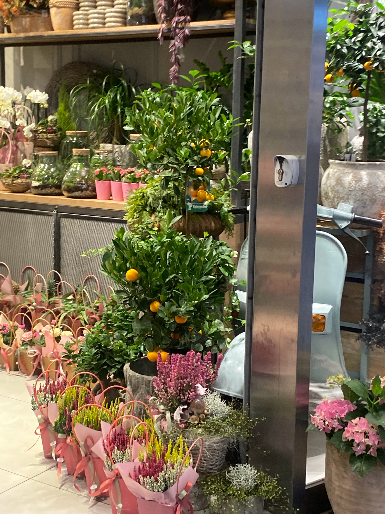 The image shows a display of plants and flowers in what appears to be a shop or market. In the foreground, there are several small potted plants with pink and purple flowers, each wrapped in pink paper and tied with pink ribbon. Behind these, there are larger plants, including a citrus tree with small orange fruits and a potted plant with large pink flowers. To the right, a light blue scooter is partially visible. A metal column with a security camera attached stands in front of the scooter. In the background, shelves are stocked with various plants, pots, and decorative items. The overall impression is of a well-organized and attractive floral display. There is no specific indication of the location being Nowy Sącz, Poland.