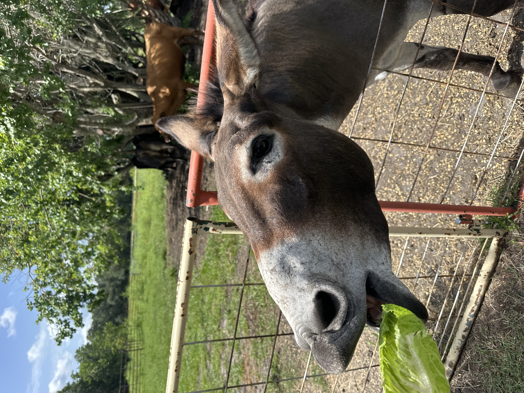 A close-up shot focuses on the head of a brown and white donkey as it eats a head of romaine lettuce held by an unseen person. The donkey's mouth is open, with the lettuce visible inside. The donkey's eyes are dark and have white markings around them. Its ears are pointed and upright. The donkey is behind a rusty metal fence, and beyond the fence is a grassy field with trees and other animals, including what appear to be cows. The sky is blue with scattered clouds. The scene is outdoors, likely on a farm or ranch. The image was taken in Kissimmee, Florida, United States.