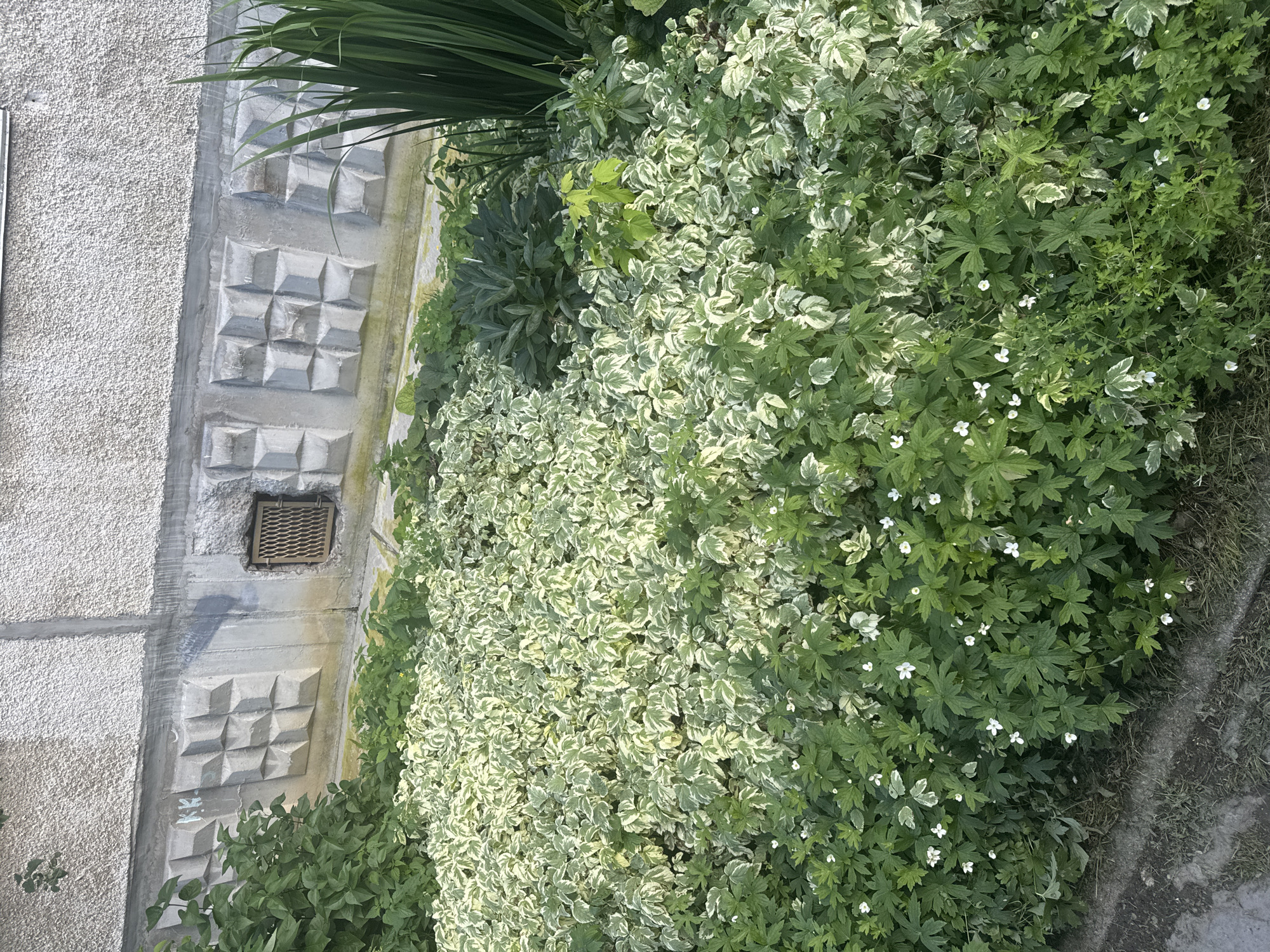 The image shows a close-up view of a dense garden bed located in front of a concrete wall, likely part of a building in Beryozovsky, Russia. The wall features a decorative base with a repeating pattern of raised squares and a small metal grate, possibly a ventilation opening. The garden is dominated by a profusion of green foliage, including a variegated plant with white and green leaves and smaller plants with five-lobed leaves and tiny white flowers. In the background, tall, sword-like green leaves are visible, along with more lush green plants. The ground in front of the garden bed appears to be a mixture of soil and dry grass, with a strip of concrete or pavement to the left. There are no people or animals visible in the image. The lighting suggests it is daytime.