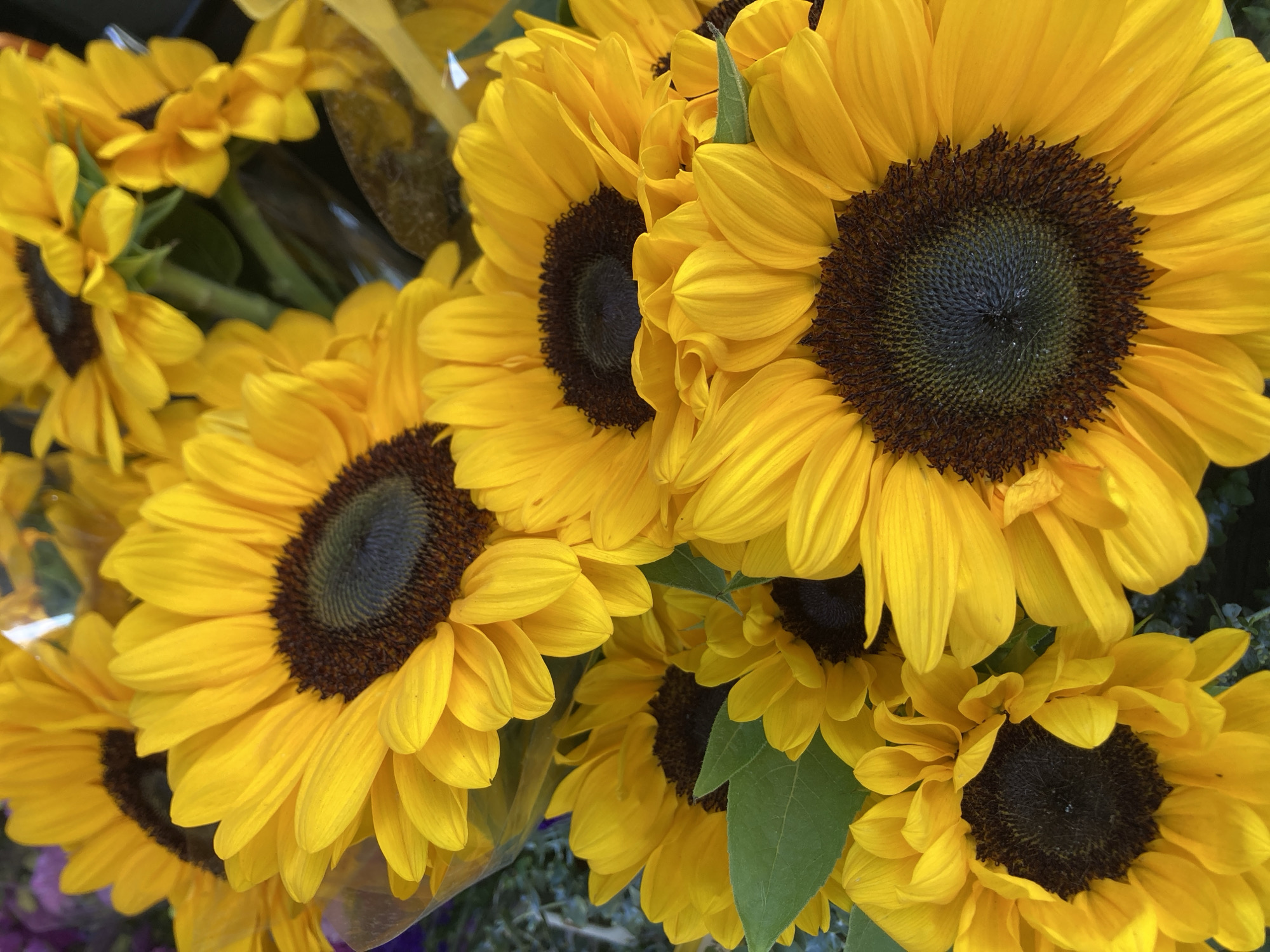This is a close-up, overhead, natural-light photograph of a bouquet of sunflowers. The sunflowers are predominantly yellow with dark brown centers. Some of the sunflowers are in full bloom, while others are partially obscured by those in front of them. The petals are bright yellow and appear to be slightly wilting in some areas. The centers of the sunflowers are a deep brown, with a textured pattern. Green leaves are visible behind some of the flowers. The background is blurred, suggesting a shallow depth of field. The bouquet is wrapped in clear plastic. There are no people, actions, or interactions depicted in the image. The location of this image is not specified and therefore cannot be determined to be in Barcelona, Spain, or any other city.
