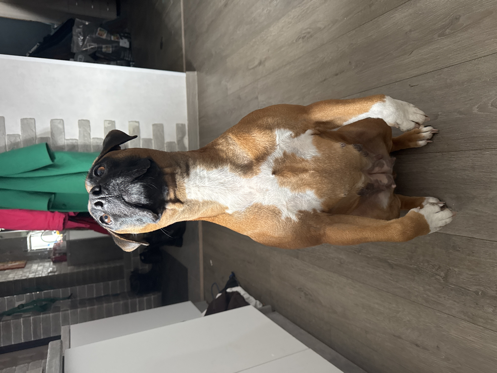A brown and white Boxer dog is lying on its back on a wood floor. The dog is positioned horizontally across the frame, with its head towards the left and its paws on the right. The dog's belly is exposed. In the background to the left, there are stairs and some clothing hanging up. There is also a white object. The location is unknown. The city of Chaikovsky, Russia is unknown.
