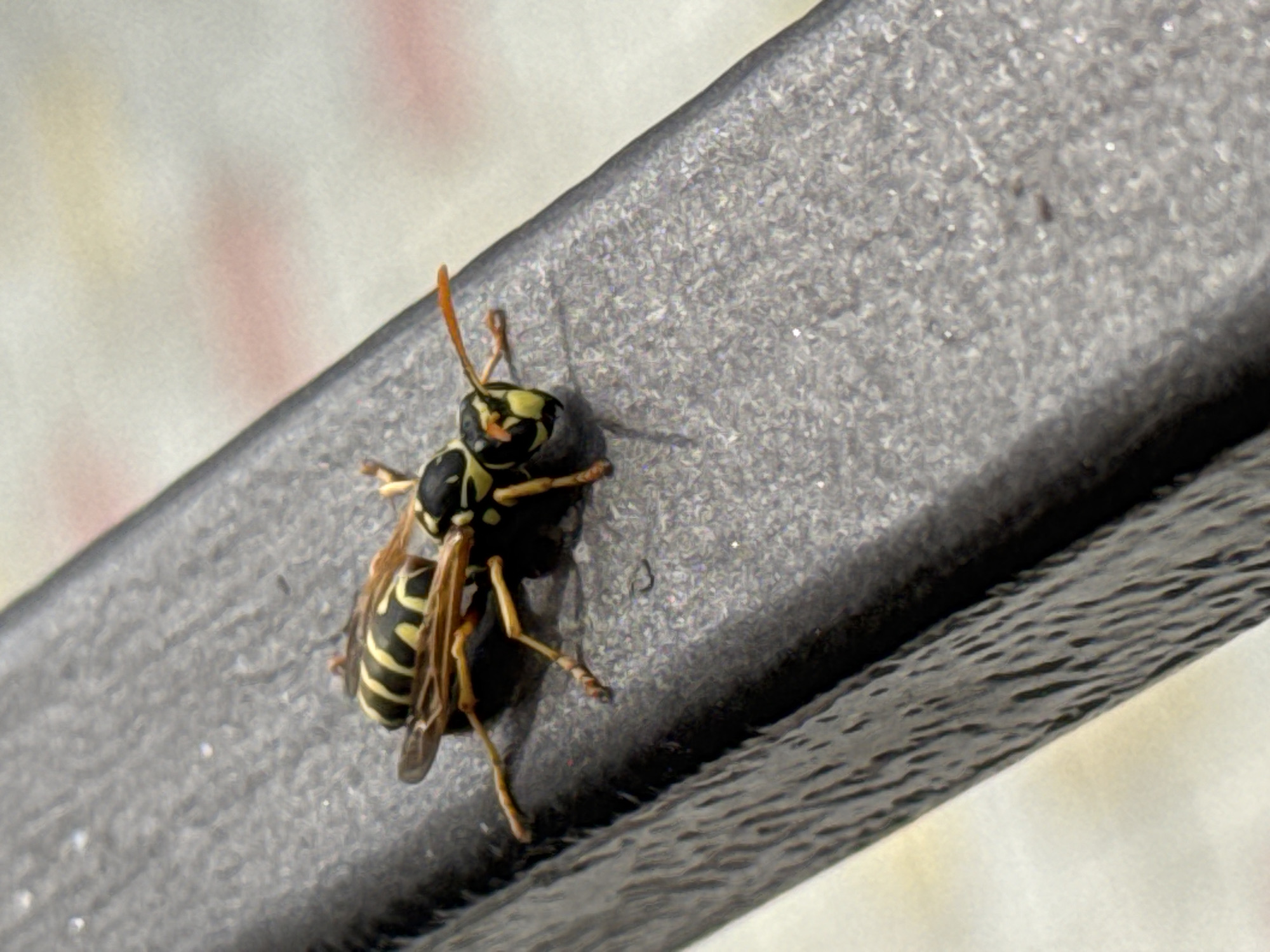 A yellow and black striped wasp is perched on a dark, textured surface, likely a bench or railing. The wasp is facing right, with its antennae extended forward. Its body is segmented, and its wings are visible. The background is blurred, showing a pattern of light and pale pink, suggesting an outdoor setting. The image appears to have been taken in Bălți, Moldova, given the context of the request. There are no people or discernible human activity depicted in the image, apart from the implied human placement of the object the wasp is resting on.