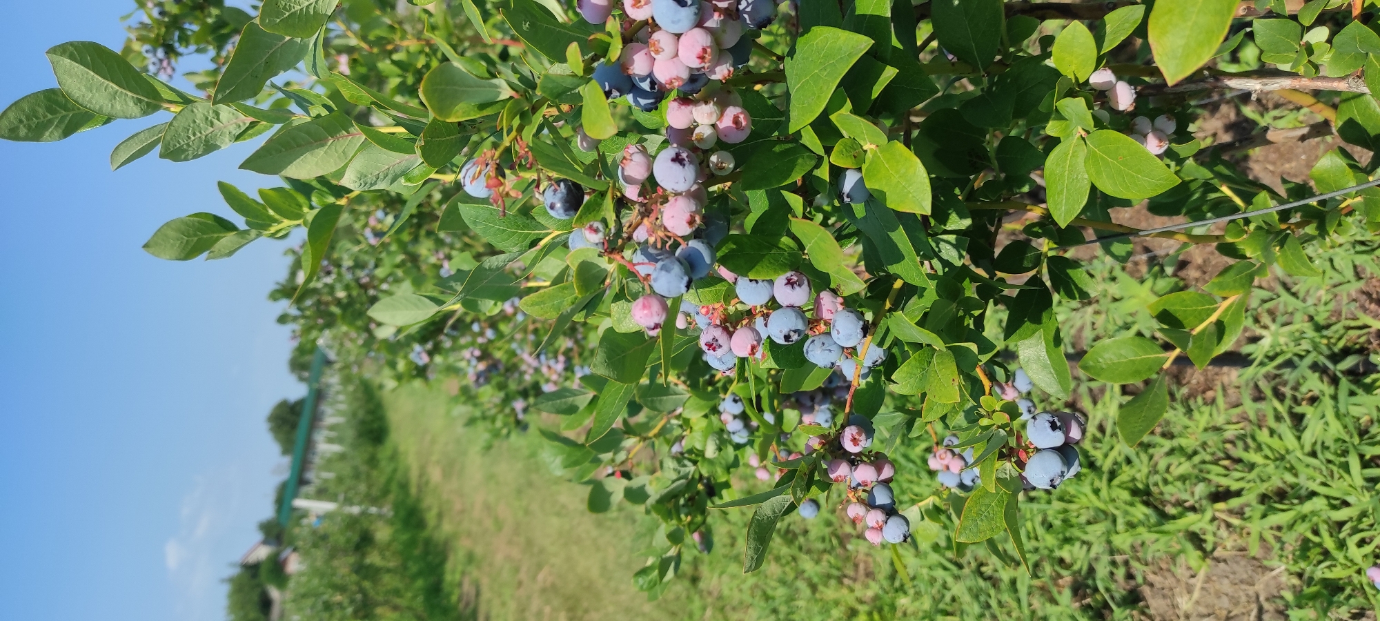 This is a medium shot, vertical image taken outdoors on a sunny day. The foreground features a close-up of a blueberry bush laden with ripening berries. The berries vary in color from pale pink and green to deep blue, with some showing a purplish hue. The leaves of the bush are a vibrant green. In the background, a neat row of similar blueberry bushes stretches into the distance, with a clear blue sky overhead. The ground between the rows appears to be covered with short green grass and some bare earth. To the far left, out of focus, are hints of rural structures, possibly a house and a greenhouse or farm building, suggesting a location in a rural area. The image is likely a photograph of a blueberry farm in or near the city of Sorochyne, Ukraine, capturing the essence of the agricultural landscape under a bright sky.