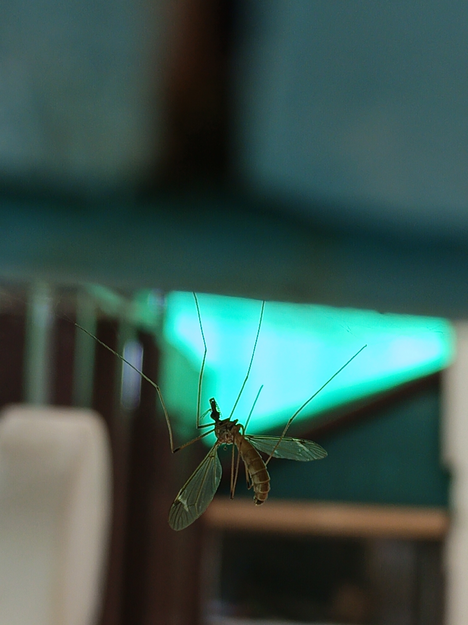 An image taken indoors in Терновский округ, Ukraine, displays a crane fly (Tipulidae) or a large mosquito suspended upside down from an unseen overhead surface. The insect, positioned in the central-right of the frame, exhibits a light brown, slender body, long segmented legs, and transparent wings with visible venation. Its head is oriented towards the bottom-left of the image. The background is significantly out of focus, featuring a prominent, rectangular light source emitting a vibrant teal-blue glow in the mid-ground. Above the insect, a blurry dark teal-green surface is visible, likely a ceiling. To the left, a large, indistinct light-colored object, possibly a piece of furniture or a wall, occupies the lower-left. The remainder of the background consists of blurred, dark, indeterminate forms.