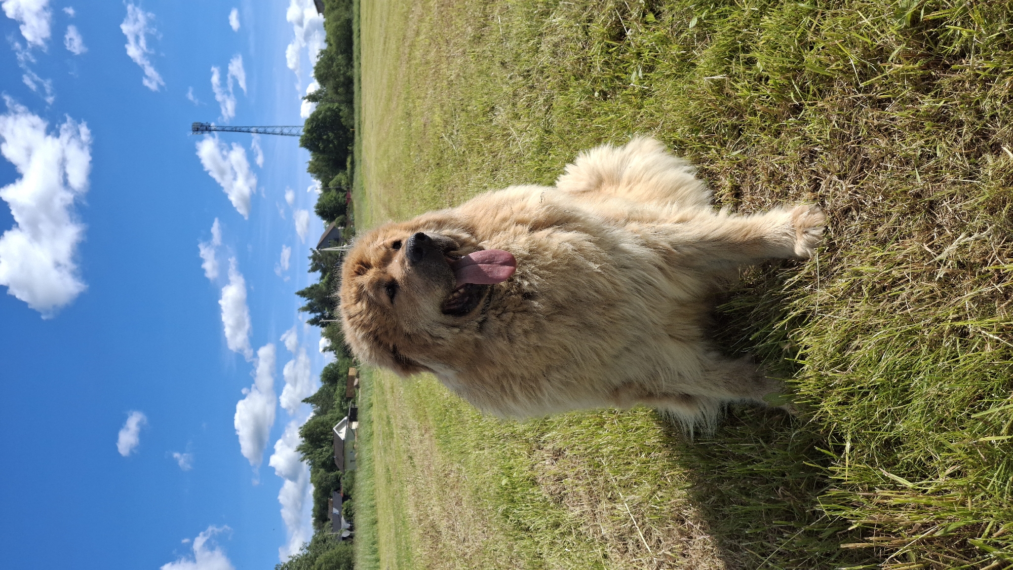 An adult, male, Caucasian Shepherd dog is sitting in a grassy field on a sunny day. The dog is large and fluffy with light brown fur. Its tongue is hanging out. In the background, there are trees, houses, and a cell tower under a bright blue sky with white clouds. The scene is located in Kempelevo, Russia.