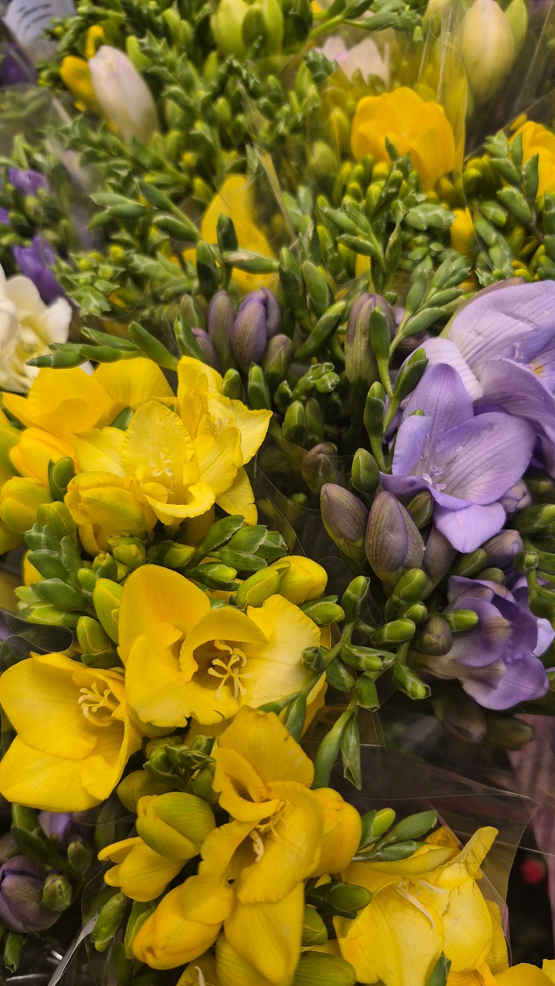 A close-up, top-down shot showcases a vibrant bouquet of mixed freesia flowers. The bouquet is predominantly composed of bright yellow and soft purple blooms, interspersed with tightly closed buds and lush green foliage. The flowers are neatly arranged and appear to be wrapped in clear plastic, suggesting they are ready for sale or gifting. The background is filled with more flowers and foliage, creating a dense and colorful display. The overall impression is one of freshness and natural beauty. The image does not contain any discernible elements that would indicate a specific location within Daugavpils, Latvia, or any contextual information regarding people, actions, or interactions.