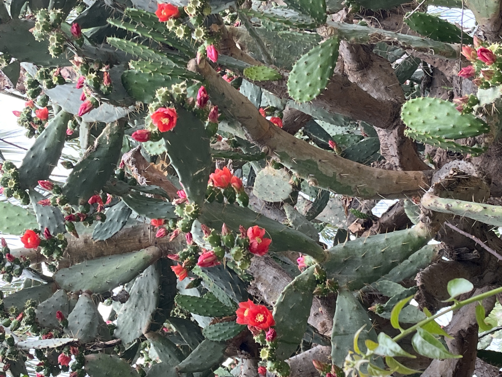 The image features a dense cluster of Opuntia cactus plants with vibrant red flowers in full bloom. The cacti are primarily green, with spiky pads arranged in a disorganized manner. Some pads have a grayish, mature appearance. The woody stems of the plants are visible, intertwined with the pads.
The location is likely a greenhouse or botanical garden in Alanya, Turkey, based on the species of cactus.