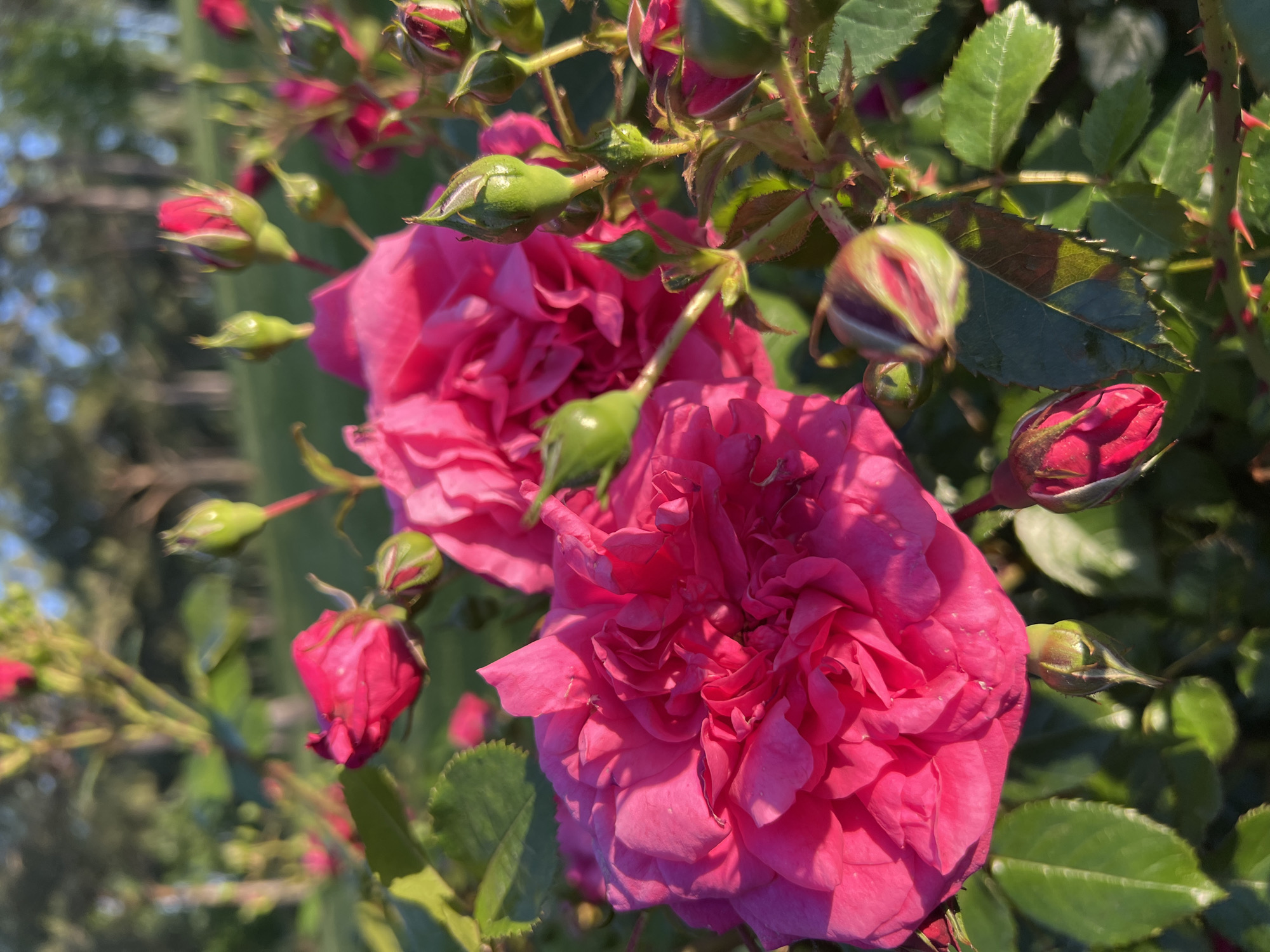 Close-up shot of a rose bush in bloom, featuring two fully open, bright pink roses in the foreground. Several closed buds in various stages of development are visible, some green and some showing pink. The leaves are dark green with serrated edges. The setting appears to be outdoors, likely in a garden or park. The location, Krasnodar, Russia, is based on geographic information.