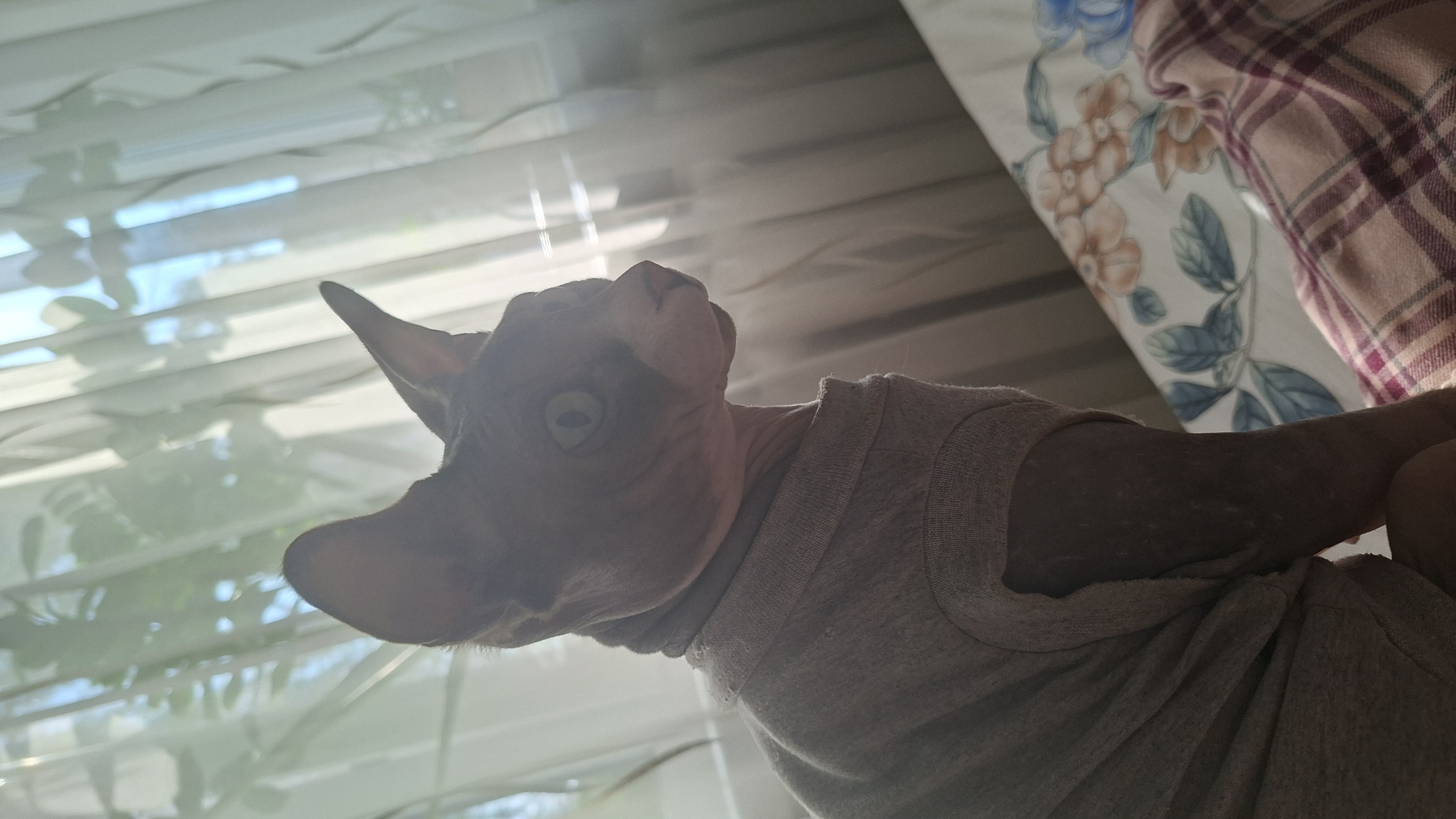 A medium shot captures a Sphynx cat wearing a gray t-shirt, seated on a bed. The cat faces right, its head tilted slightly upwards, and its green eyes are focused on something out of frame. The background features sheer curtains with light filtering through, casting dappled shadows. The bed is covered with a white duvet featuring a floral pattern in shades of blue, orange, and green, along with a pink and purple plaid blanket. The lighting suggests it is daytime, possibly morning or afternoon, with sunlight streaming in from the window. The scene is indoors, in a bedroom. There is no information available to indicate the location in the city of Myadzyel, Belarus.