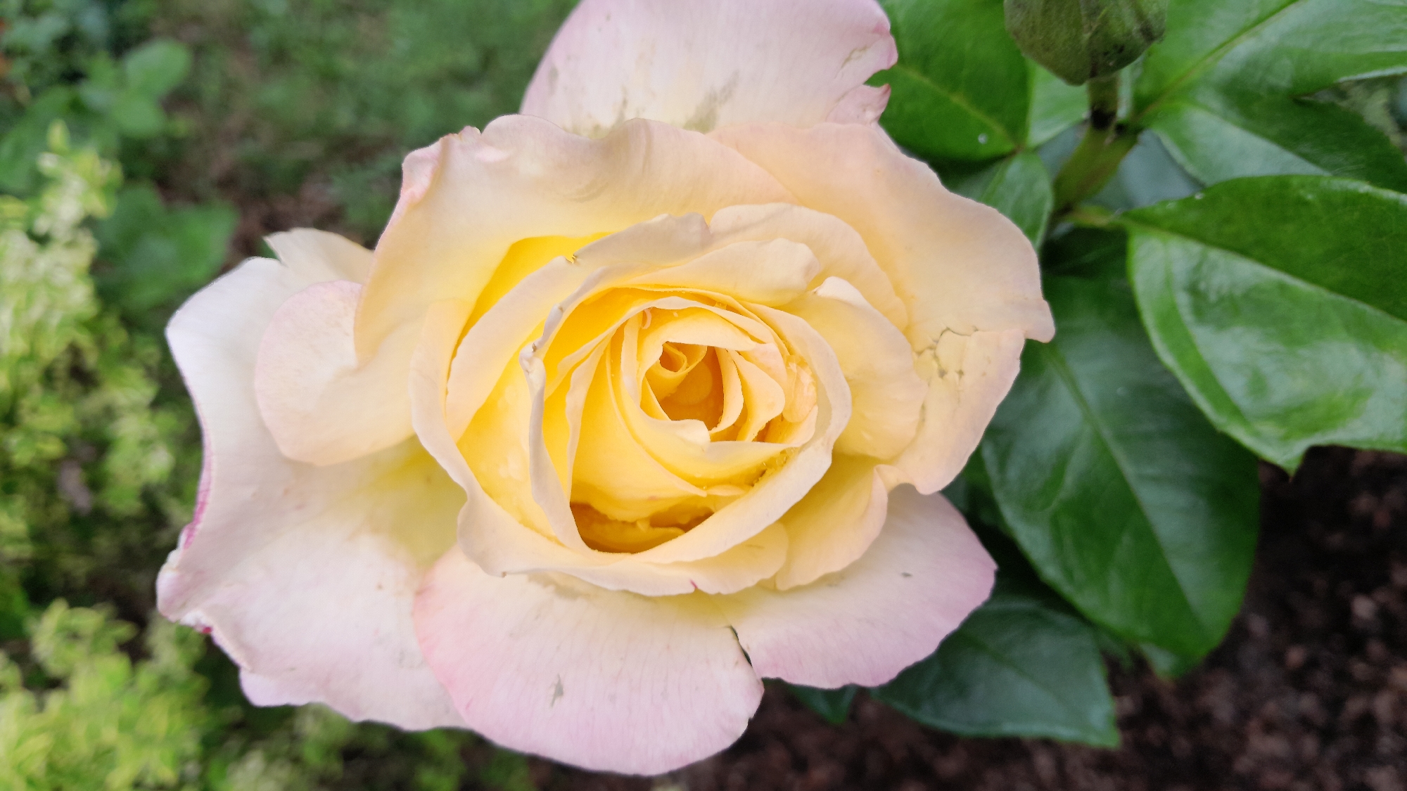 A close-up, overhead shot shows a light yellow rose with subtle pink tinges on its outer petals, blooming in a garden setting. The rose's petals are unfurling to reveal a tightly curled center, with droplets of water visible on some of the inner petals. Lush green leaves form a backdrop, with dark soil visible at the bottom of the frame. The background is softly blurred, indicating the focus is on the rose.