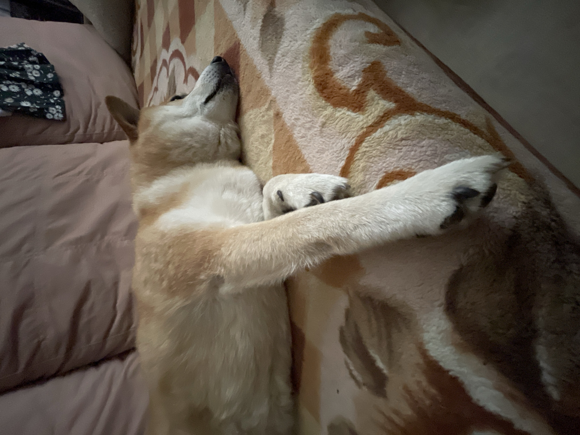 A Shiba Inu dog is sleeping on a patterned blanket on a sofa. The dog is light brown and white with its head resting on its paws. The sofa has pink cushions and a patterned blanket with orange and white swirls. A piece of dark fabric with a floral pattern is draped over the back of the sofa. The lighting suggests it is indoors, potentially in a residential setting in Zheleznogorsk, Russia.