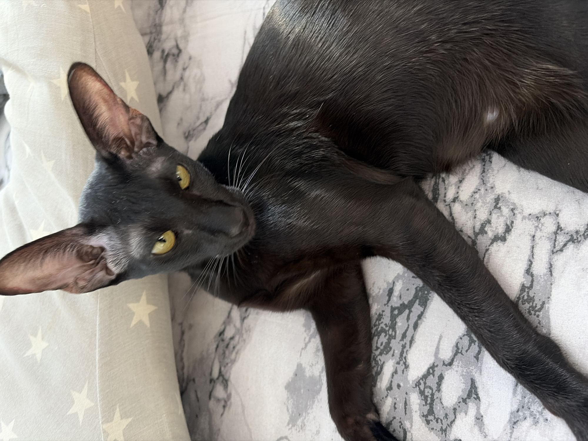 A black Oriental shorthair cat is lying on a bed. The bed has two different patterns: one is a marble-like pattern, and the other is a light-colored fabric with white stars. The cat is positioned with its head near the star-patterned fabric and its body stretched out towards the marble-patterned fabric. The cat's head is tilted slightly, and its yellow eyes are visible. The cat has large, prominent ears. The cat is lying on a bed. There is no information about the city of Chaikovsky, Russia in the photo.