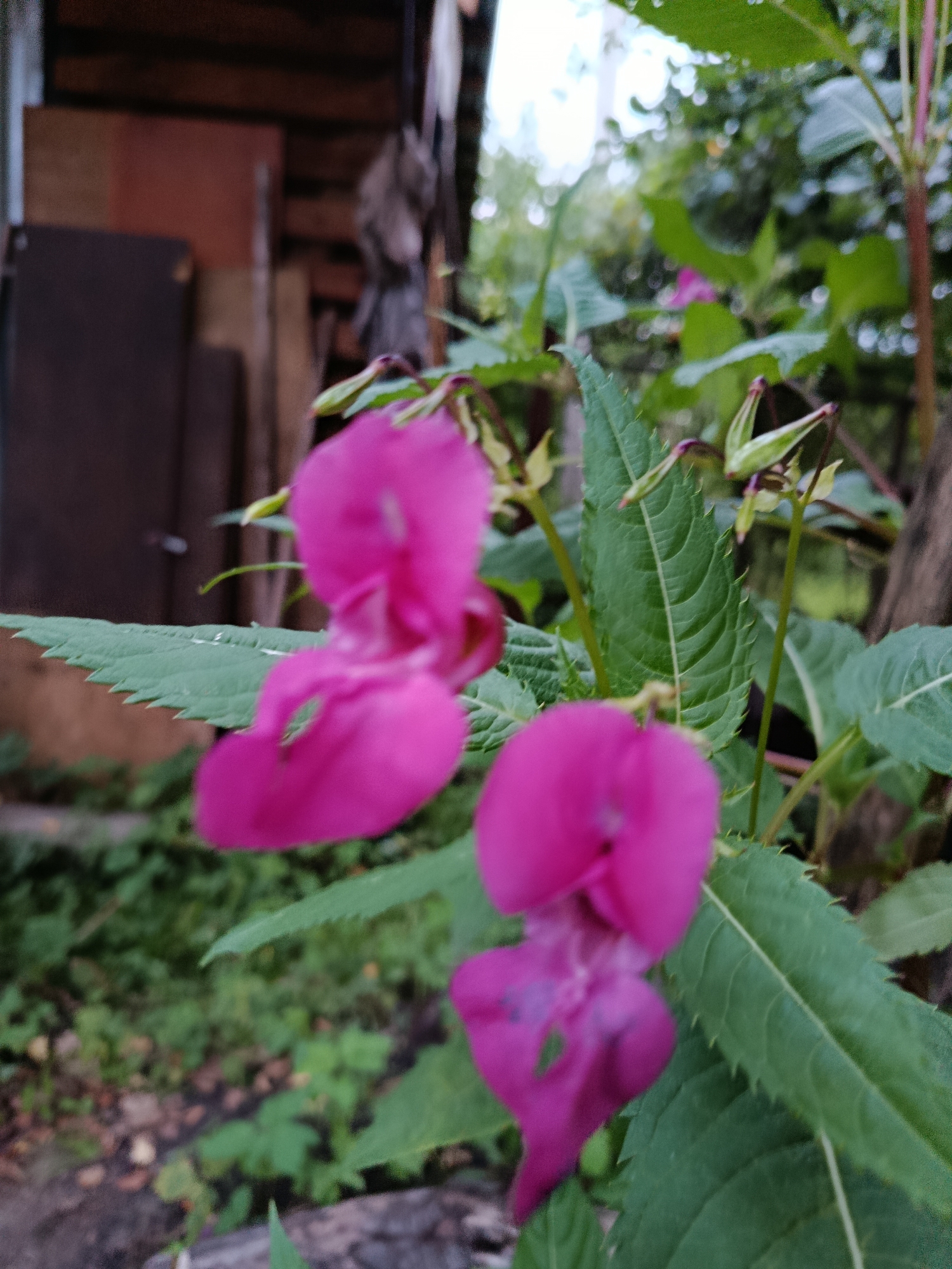 A close-up shot focuses on two vibrant pink flowers in the foreground, possibly Impatiens glandulifera or Himalayan Balsam, with their distinctive slipper-like petals. The flowers are positioned on a green stem with serrated leaves. The background is blurred, revealing a rustic, outdoor setting. To the left, a wooden structure is visible, possibly a shed or outbuilding, with various wooden planks and objects stacked behind it. The ground appears to be covered in soil and foliage. The overall scene suggests a garden or yard area, likely in a rural or semi-rural environment. The presence of the wooden structure and the natural vegetation points to a location outside of a dense urban center. The specific location within Verea, Russia, is not visually indicated, but the context suggests a residential or agricultural area given the presence of a building and cultivated or wild plants.