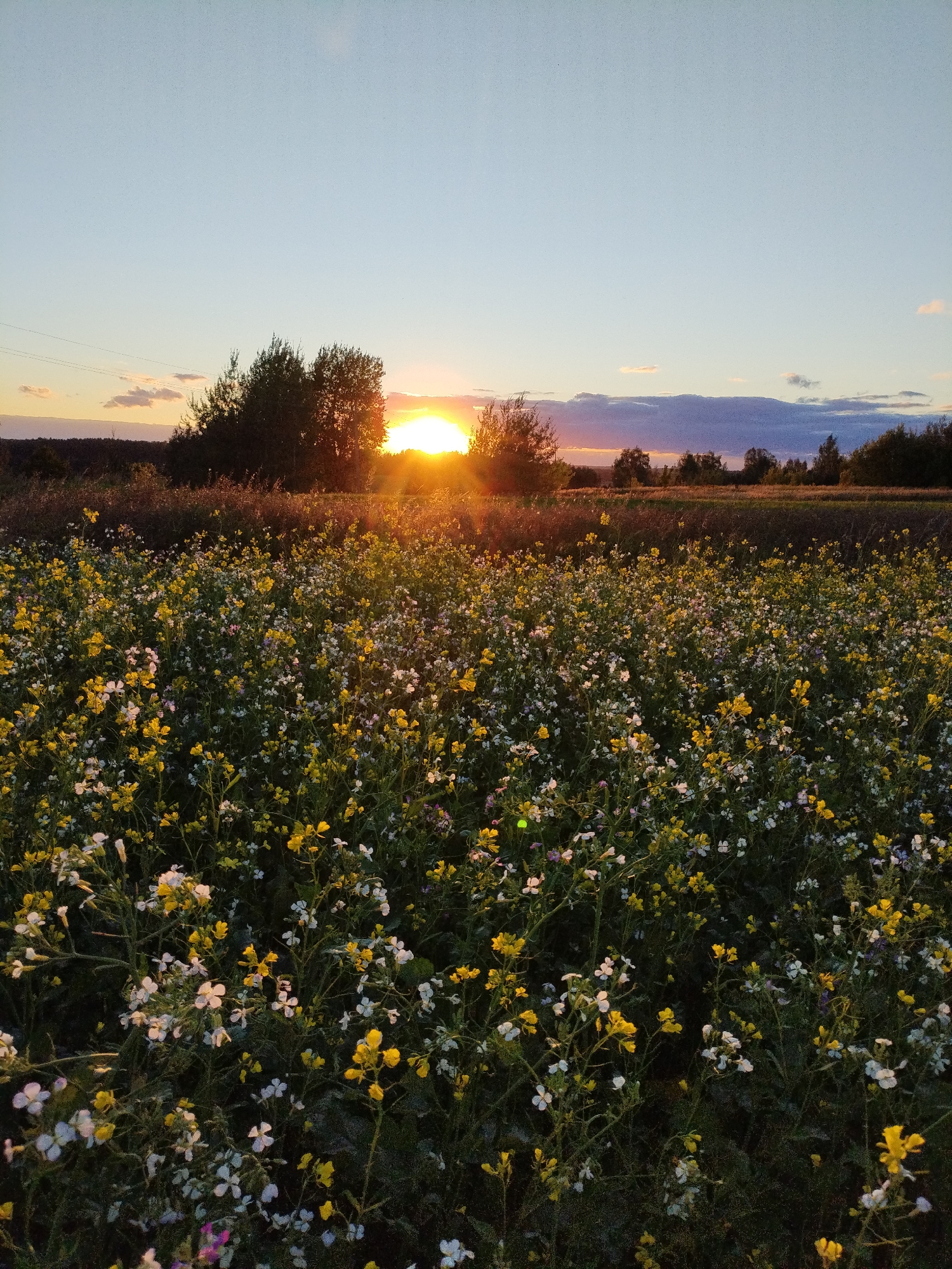 A serene natural landscape captures a golden sunset over a field of wildflowers. The sun, a bright orb of orange and yellow, dips below the horizon, casting long shadows and illuminating the sky with warm hues. Silhouetted trees form a dark line against the vibrant sky, adding depth to the scene. In the foreground, a lush carpet of white and yellow wildflowers stretches as far as the eye can see, their delicate petals glistening in the fading light. The image is likely taken in a rural area near Bialynichy, Belarus, a region known for its picturesque countryside. The scene evokes a sense of tranquility and natural beauty.