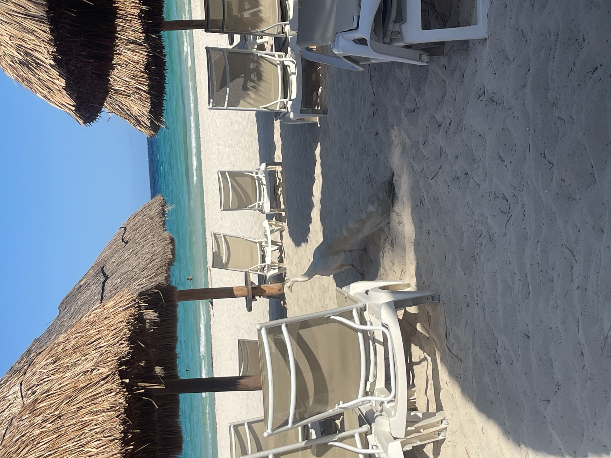 The image captures a beach scene in Playa del Carmen, Mexico. The foreground features rows of lounge chairs under palapas, providing shade on the white sandy beach. Beyond the chairs lies a stretch of turquoise water meeting the shore. The sky is clear and blue.