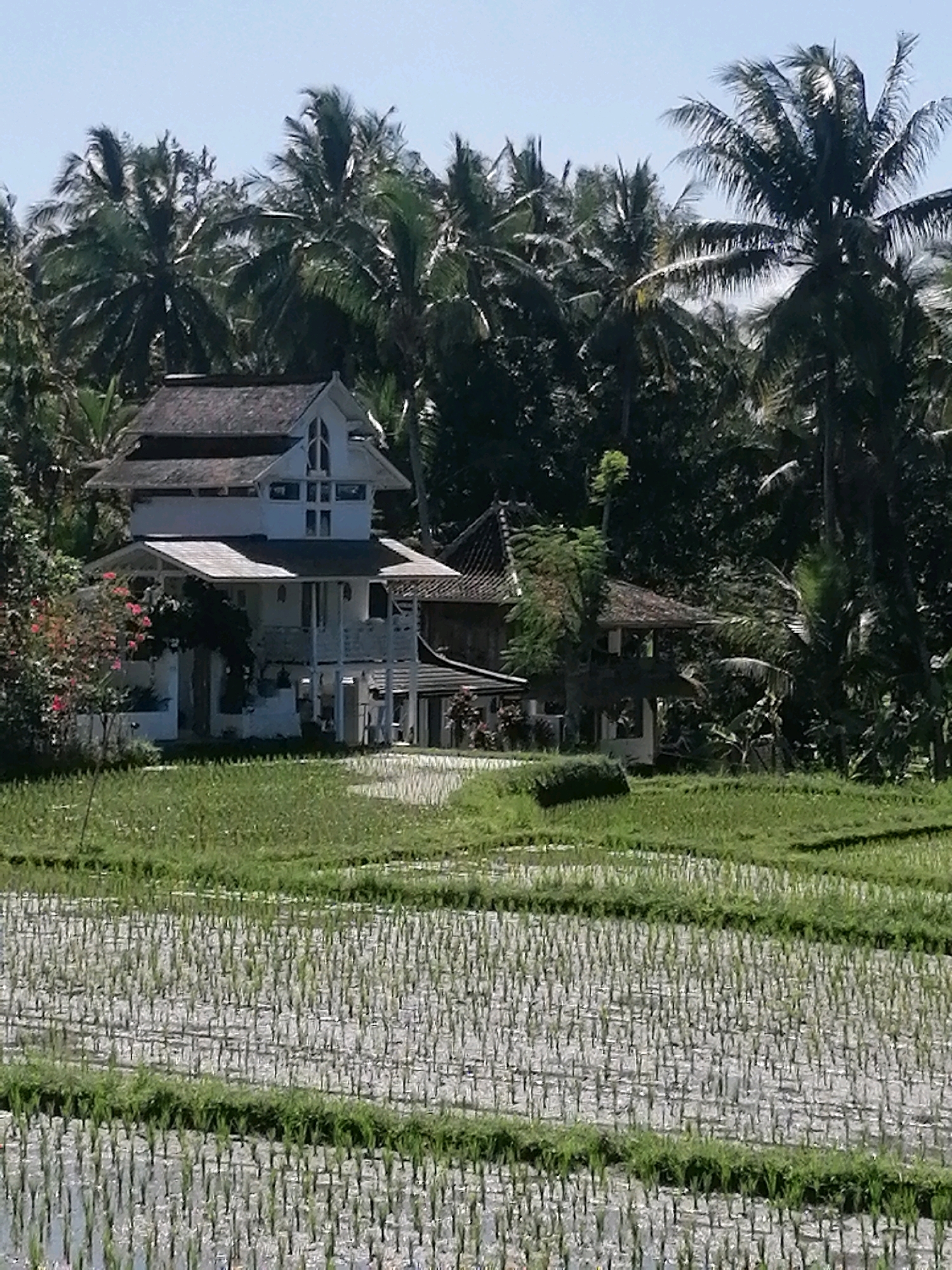 This is a full-shot, eye-level photograph of a white, multi-story house situated in front of a dense backdrop of palm trees. The house has a dark, sloped roof and several windows. In the foreground, a flooded rice paddy is visible, filled with young rice plants. The scene appears to be in Ubud District, Indonesia, given the presence of rice paddies and lush tropical vegetation. The lighting suggests it is daytime, with clear skies. There are no people or animals visible in the frame.