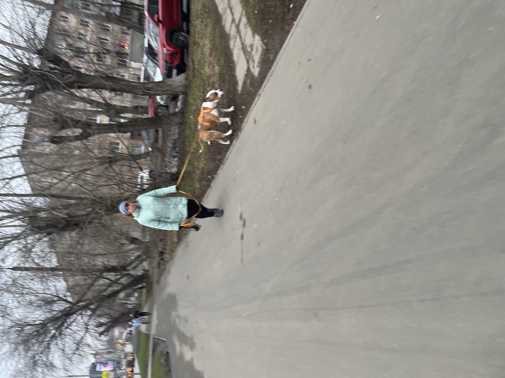 The image shows a woman walking a brown and white dog on a leash on a concrete sidewalk. The woman is wearing a light green jacket and a blue hat. The dog is wearing a brown harness. The background includes bare trees, apartment buildings, and parked cars. The location is likely Izhevsk, Russia.