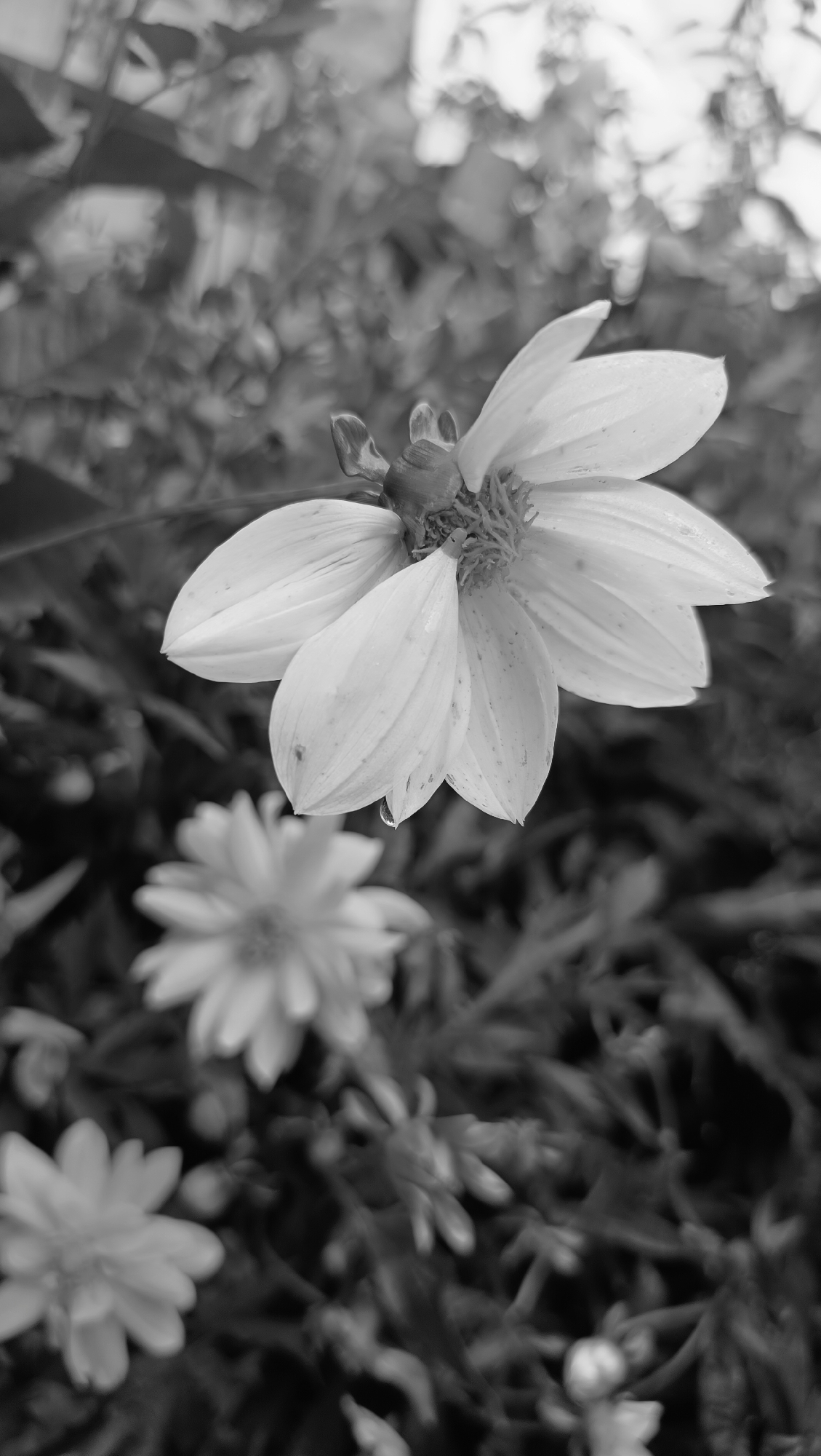 The black and white photograph features a close-up view of a white flower in the foreground, with its petals unfurled and a small water droplet visible on one. In the background, two other flowers are out of focus, suggesting a garden or natural setting. The overall lighting is soft, and the image has a shallow depth of field, emphasizing the detail of the primary subject. There is no indication of people or any urban elements. The image is a still life focused solely on the botanical subject.